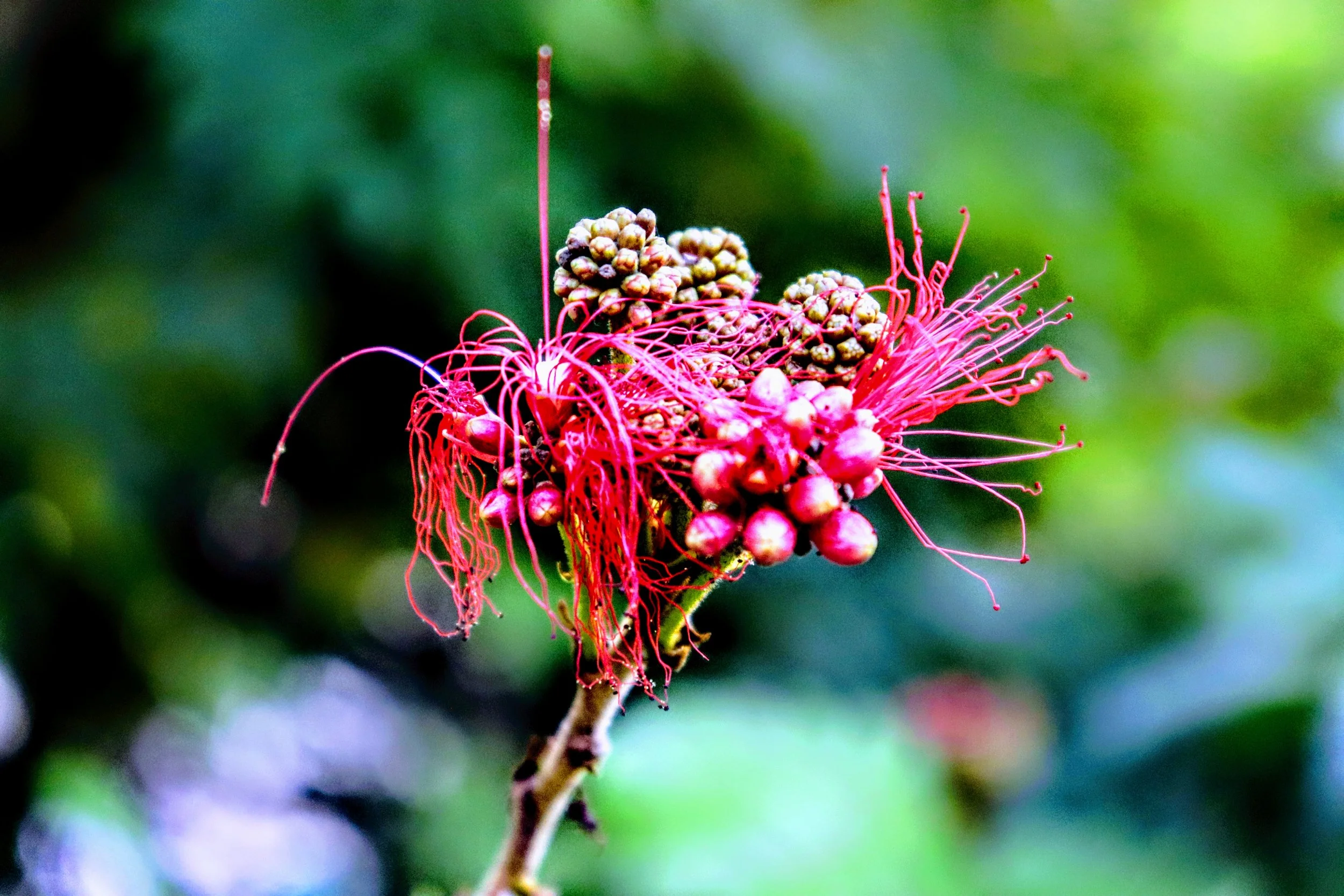 Tropical Botanic Garden by MychaelX.photos  120.JPG