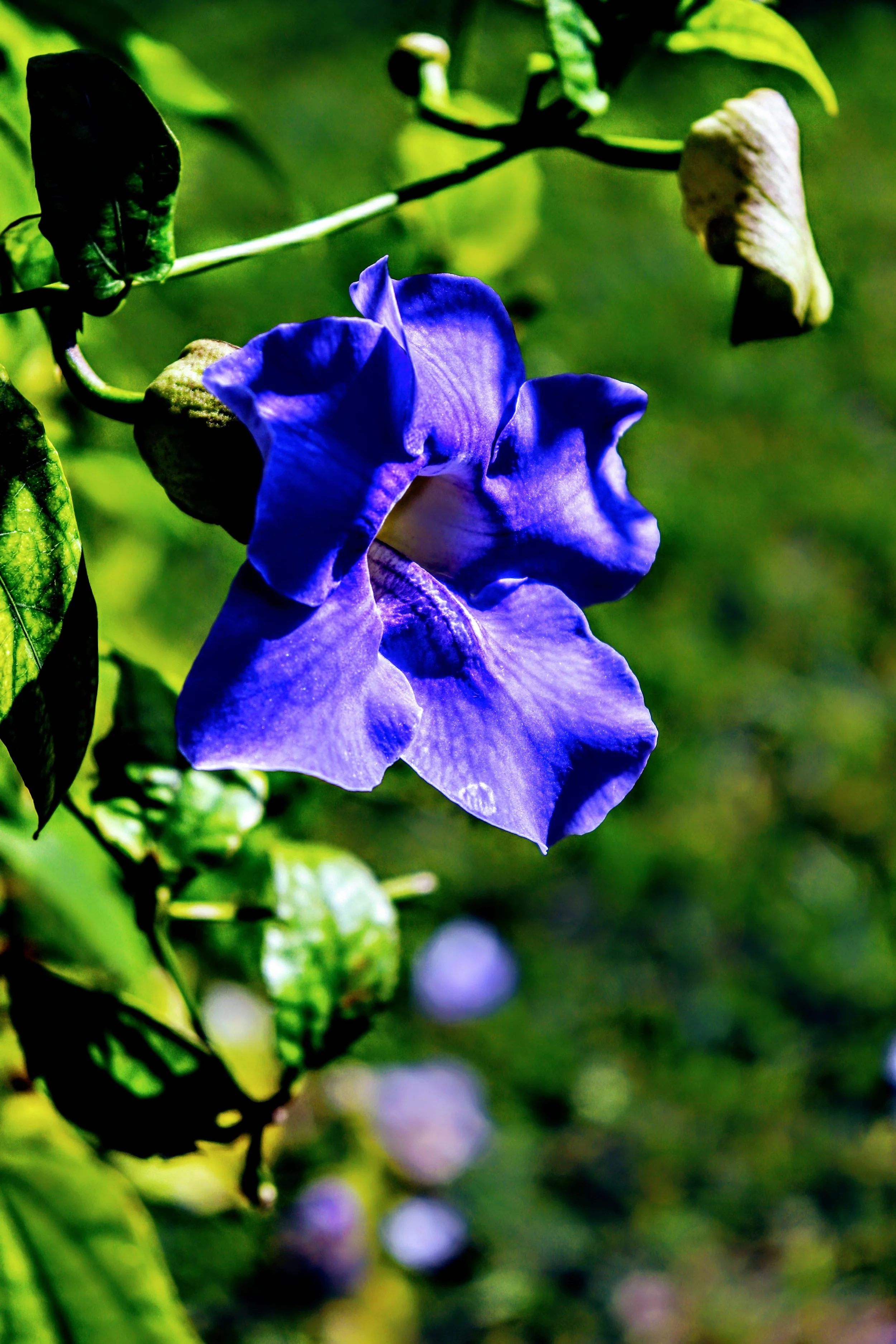 Tropical Botanic Garden by MychaelX.photos  162.JPG