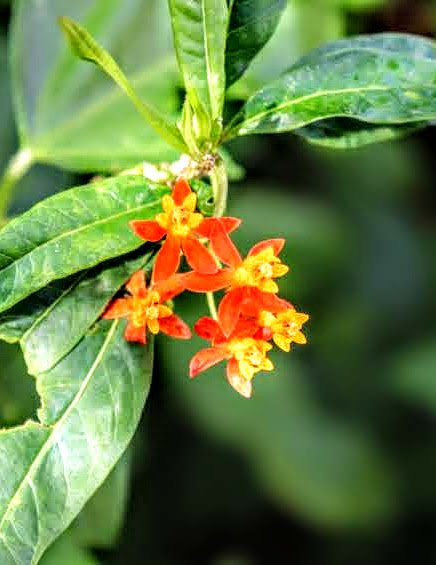 Tropical Botanic Garden by MychaelX.photos  54.JPG