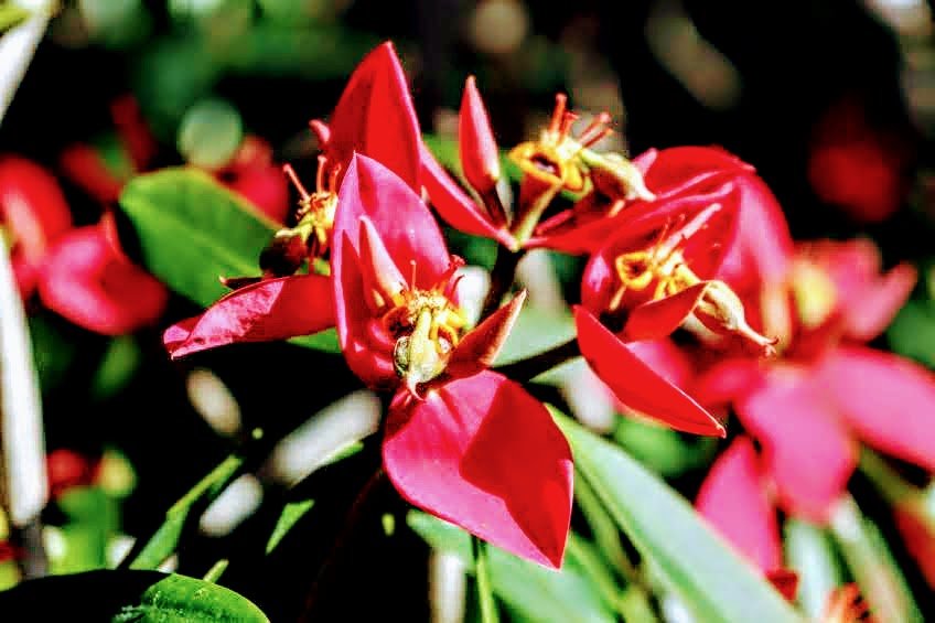 Tropical Botanic Garden by MychaelX.photos  36.JPG