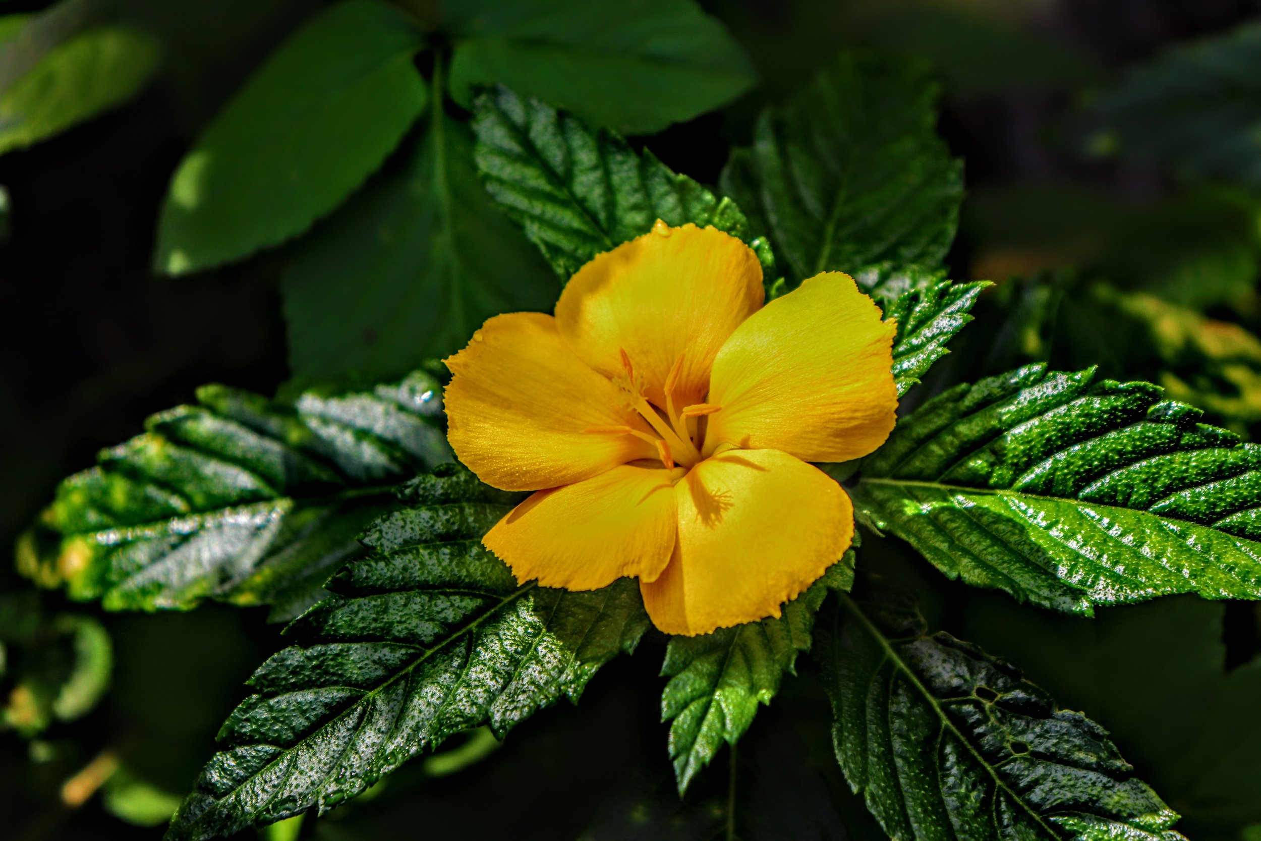 Tropical Botanic Garden by MychaelX.photos  163.JPG