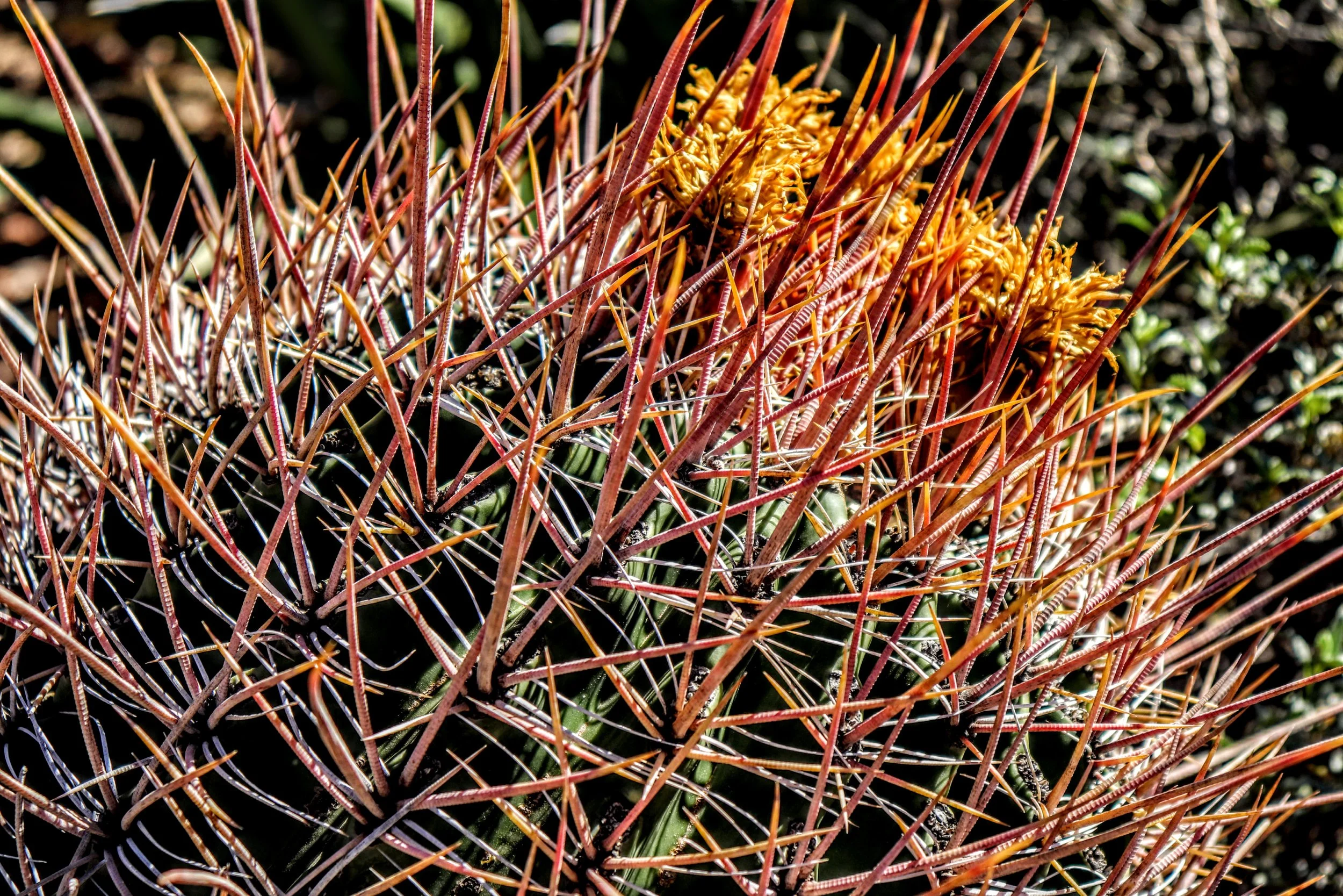 Desert Botanical Garden by MychaelX.photos  0000099.JPG