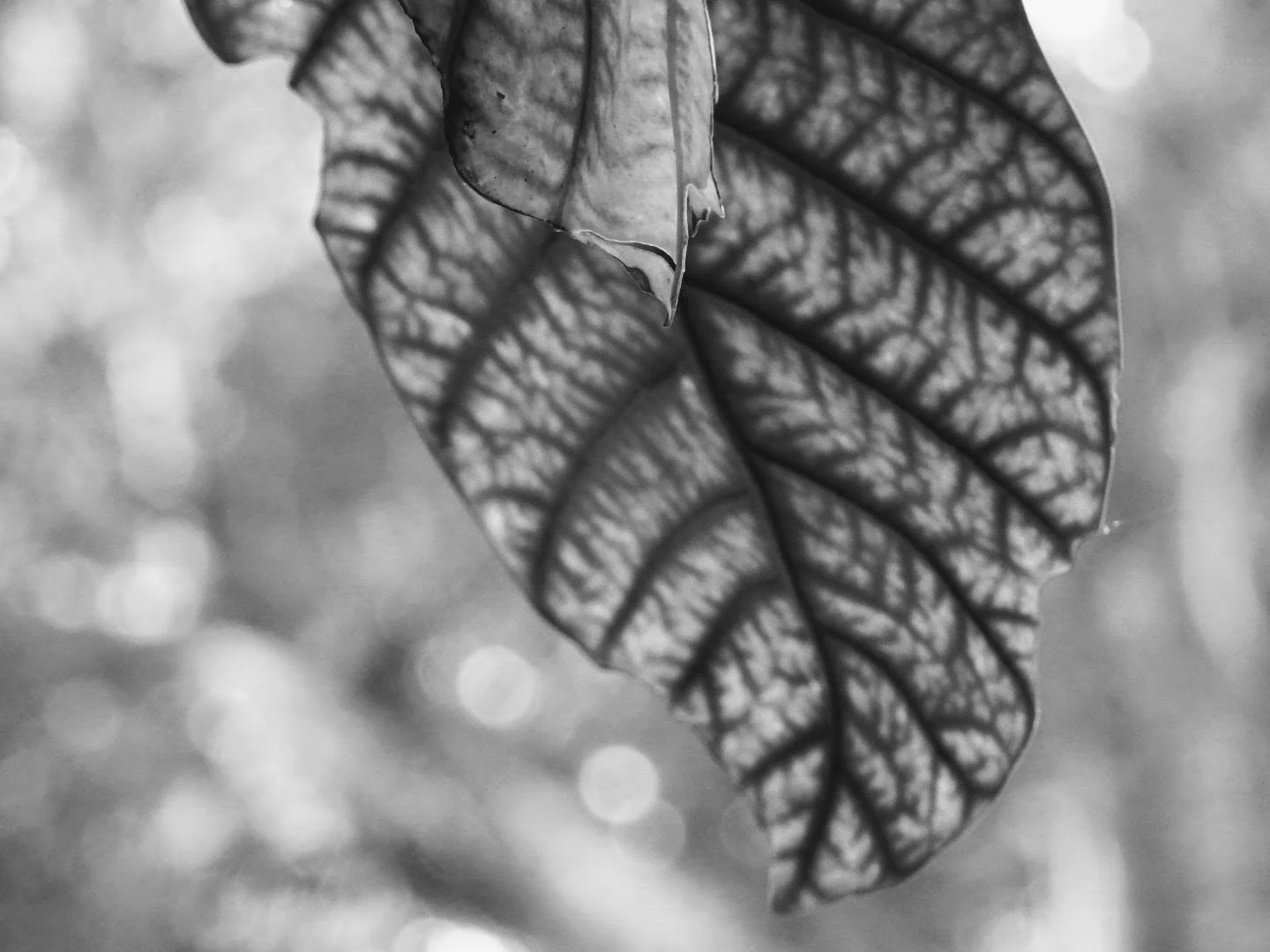 Botanical Garden in Black & White by MychaelX.photos 00014bw.JPG