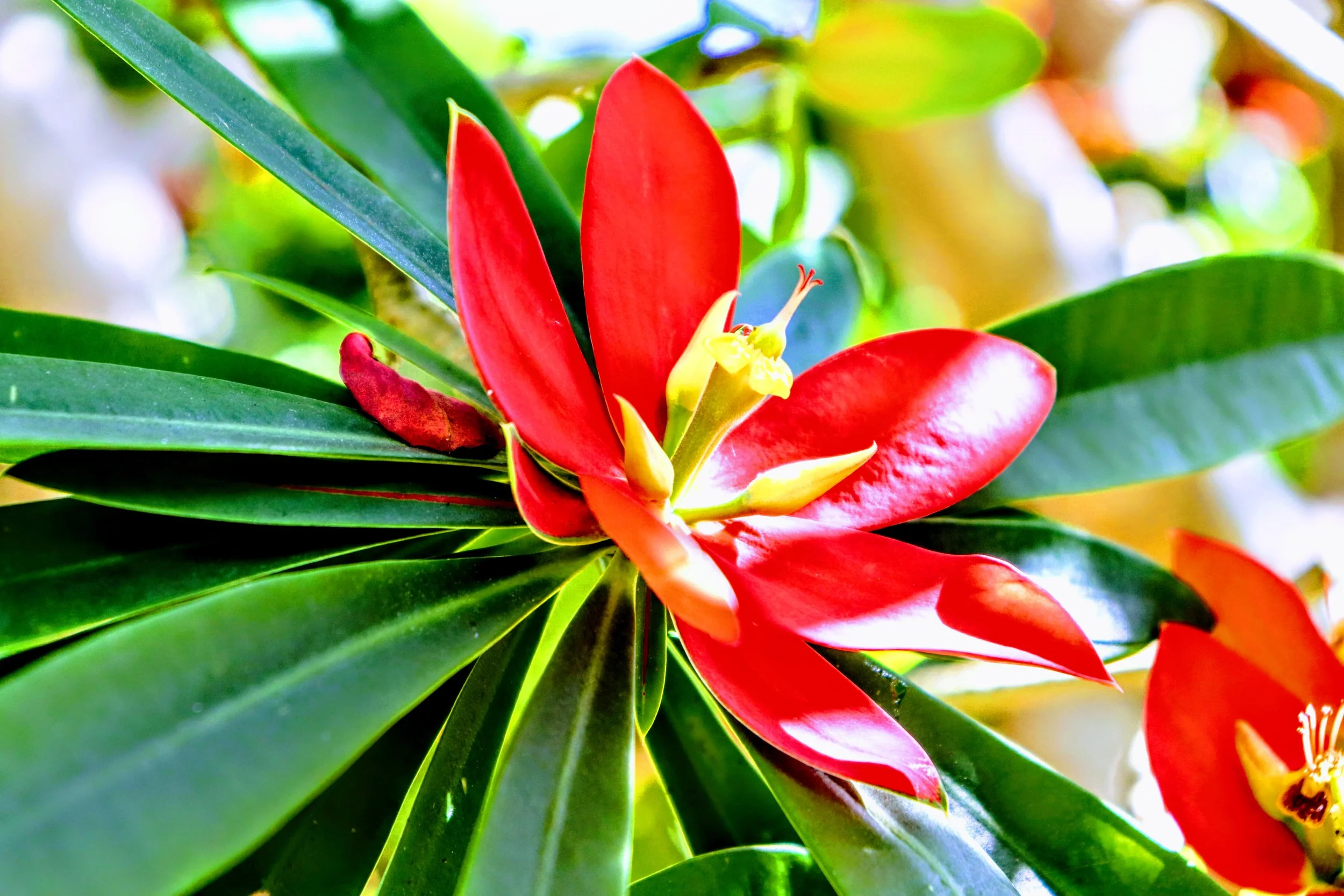 Tropical Botanic Garden by MychaelX.photos  85.JPG