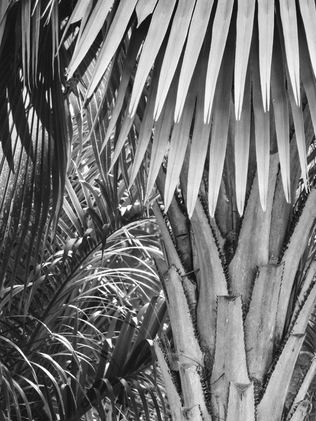 Botanical Garden in Black & White by MychaelX.photos 00029bw.JPG