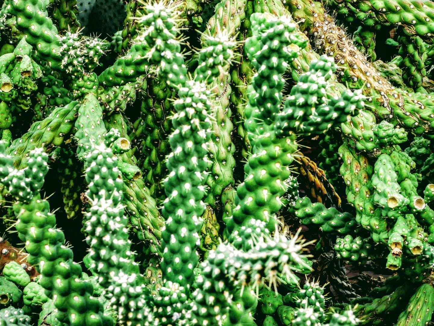 Desert Botanical Garden by MychaelX.photos  0000076.JPG