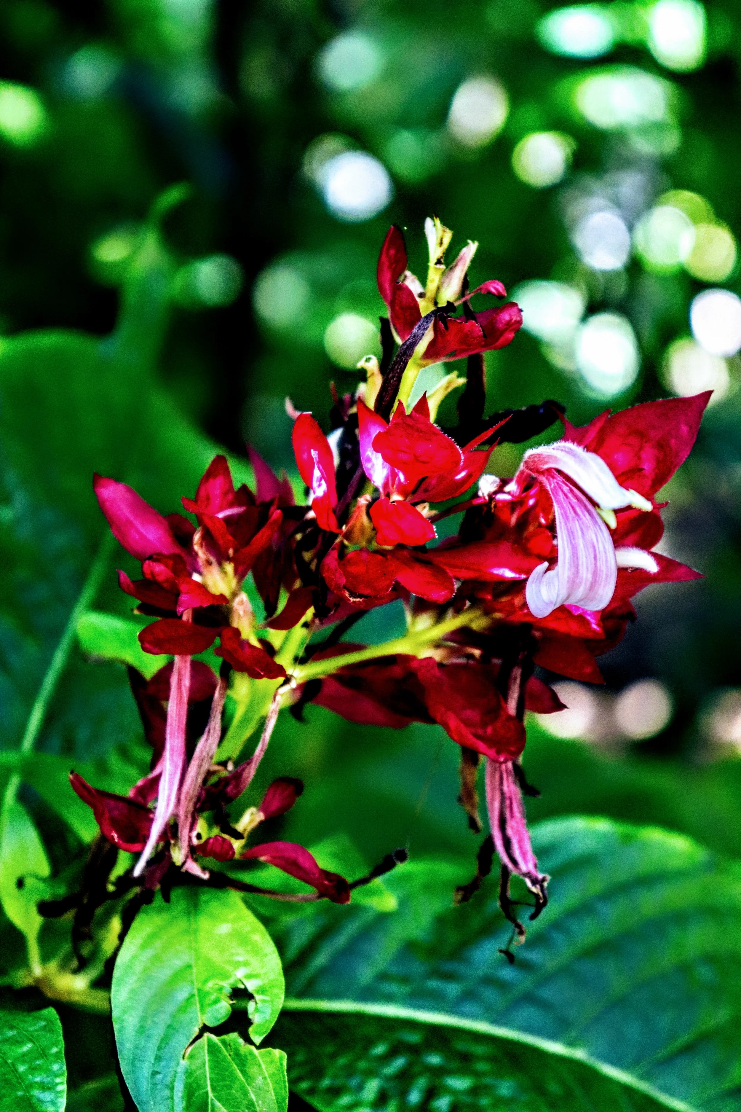 Tropical Botanic Garden by MychaelX.photos  94.JPG