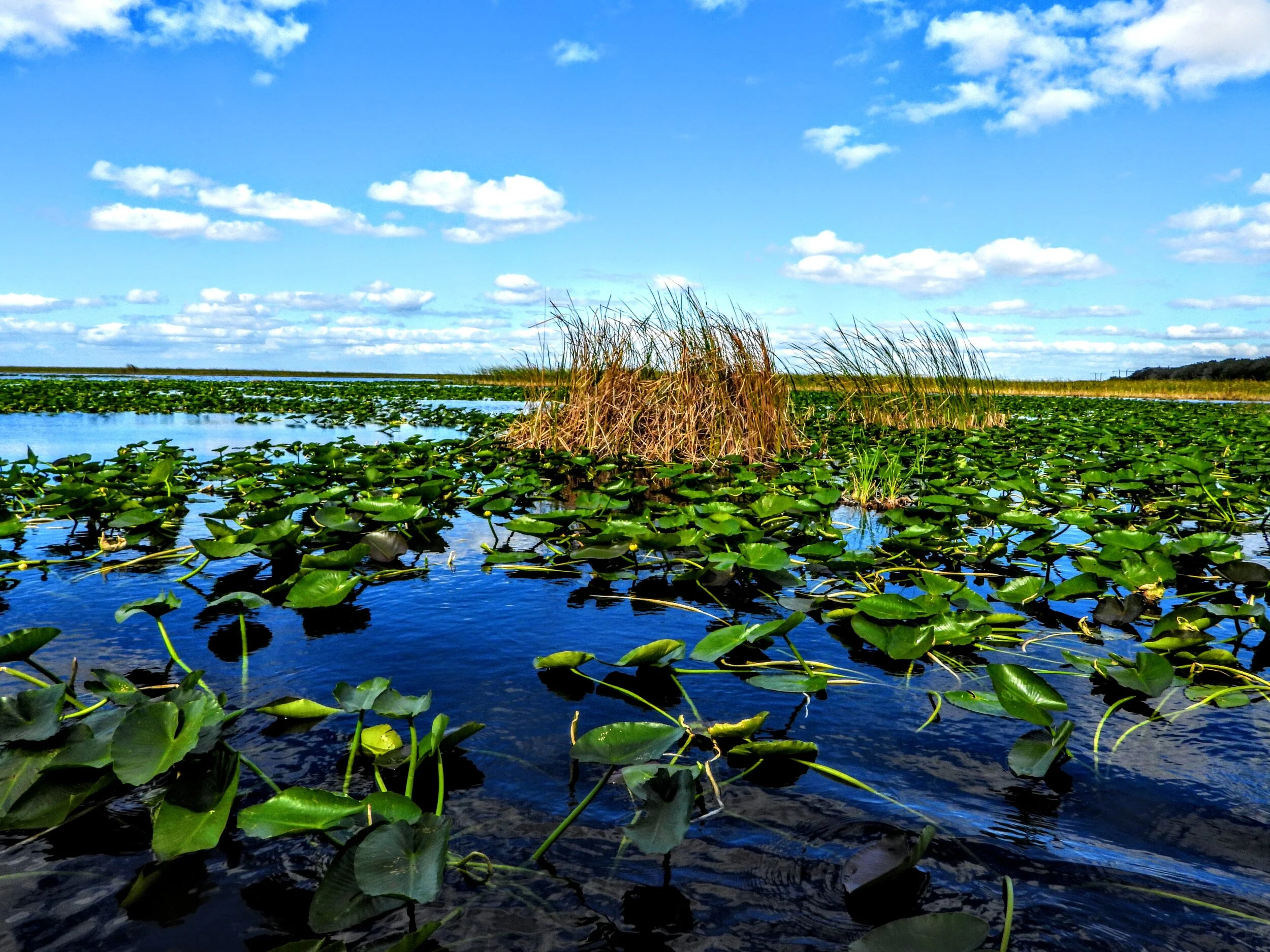 Everglades Safari Park Miami Florida by mychaelx.photos 00432.JPG