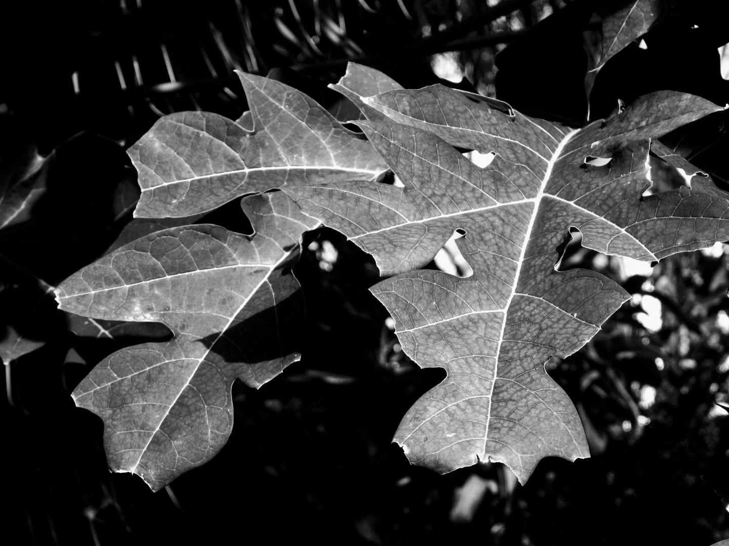 Botanical Garden in Black & White by MychaelX.photos 00058bw.JPG
