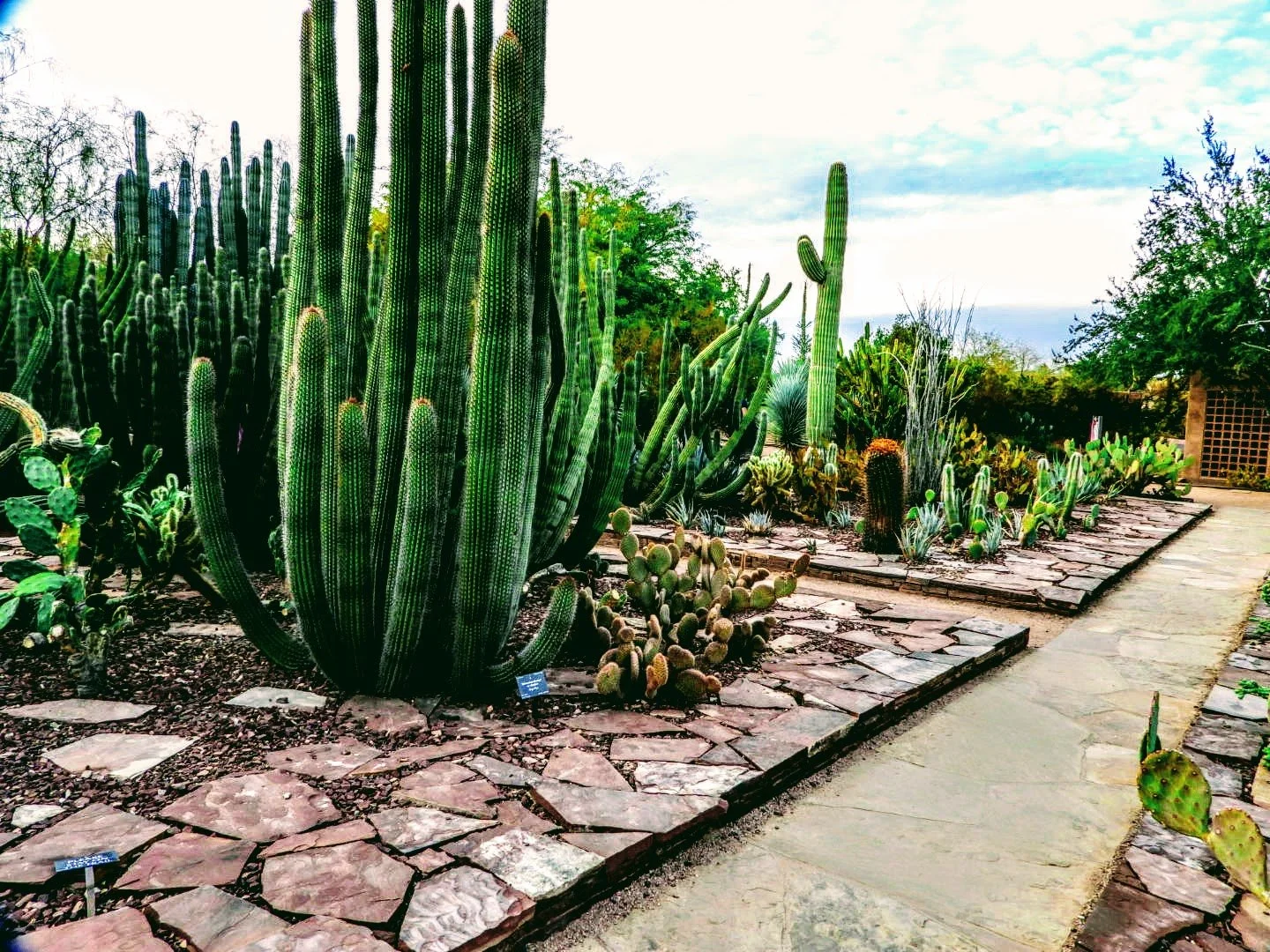 DESERT Botanical Garden by MychaelX.photos  0100053 (2).JPG