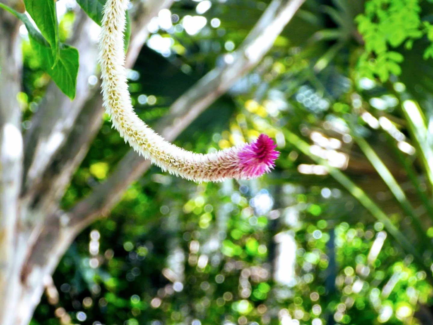 Tropical Botanic Garden by MychaelX.photos  79.JPG