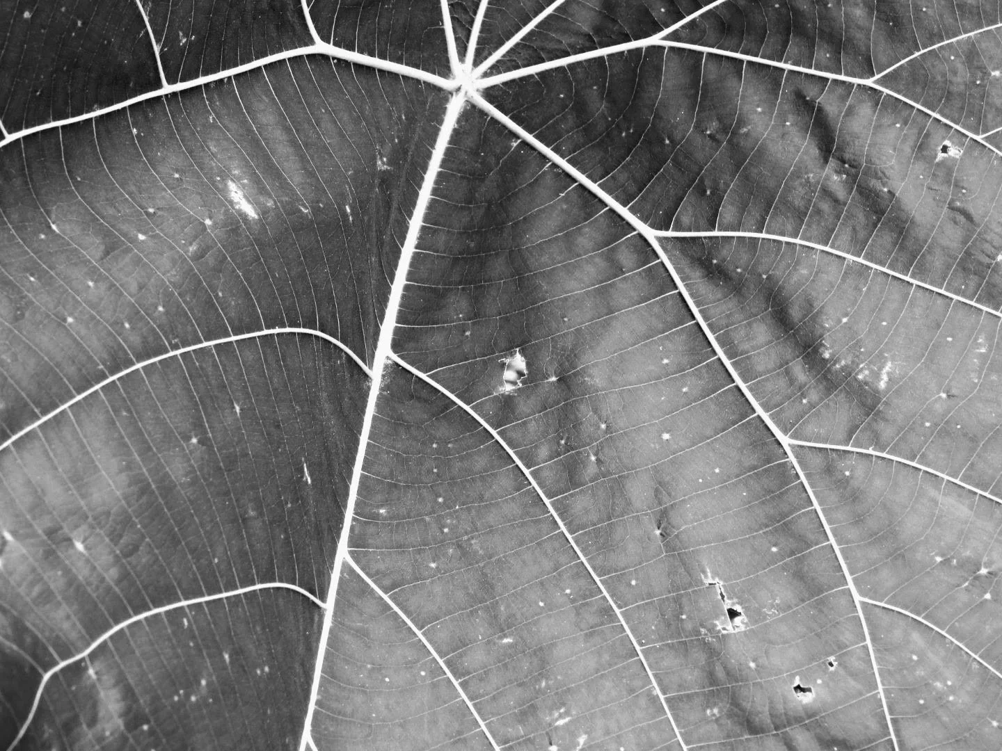 Botanical Garden in Black & White by MychaelX.photos 00010bw.JPG