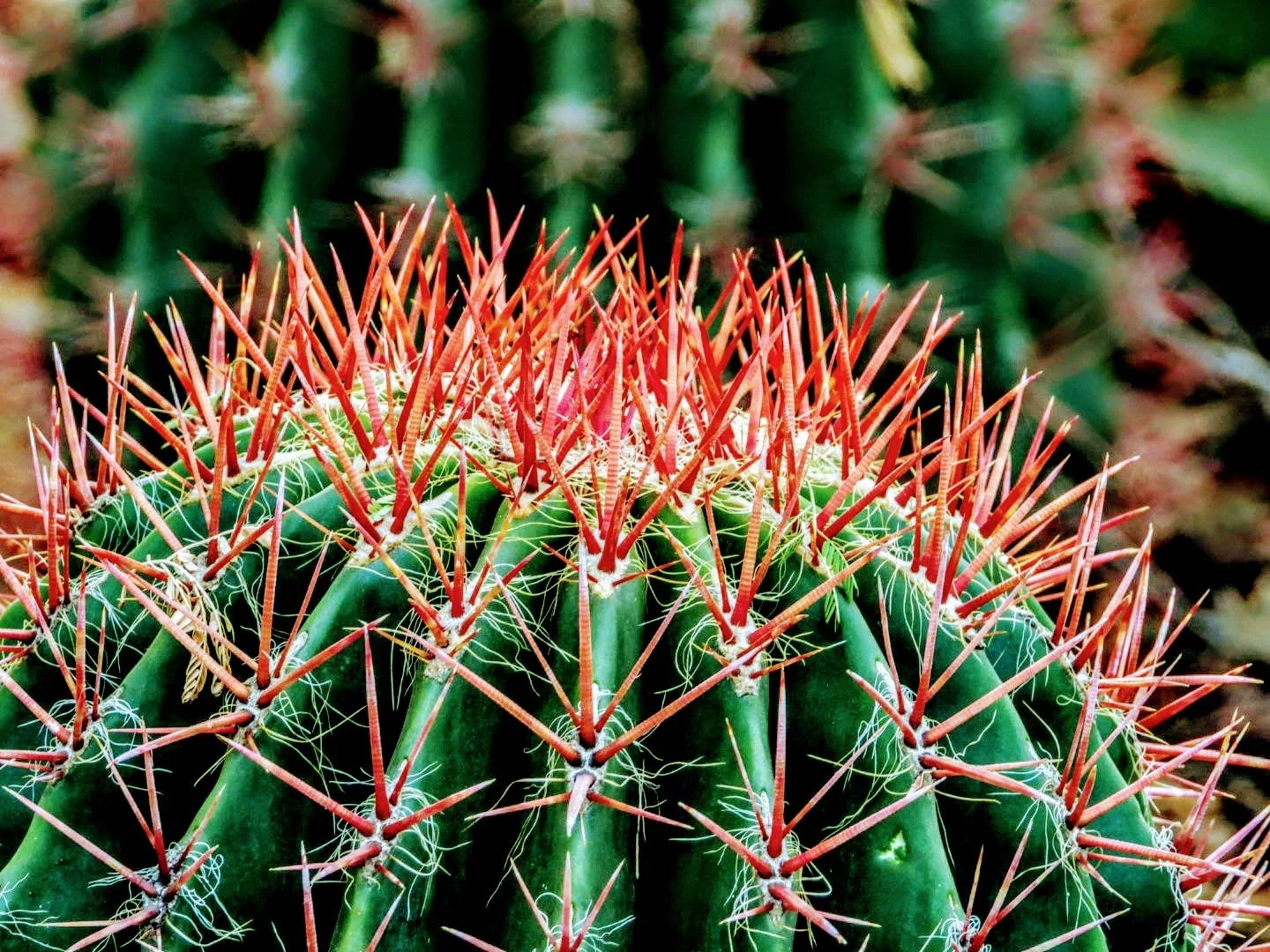 Desert Botanical Garden by MychaelX.photos  0000051.JPG