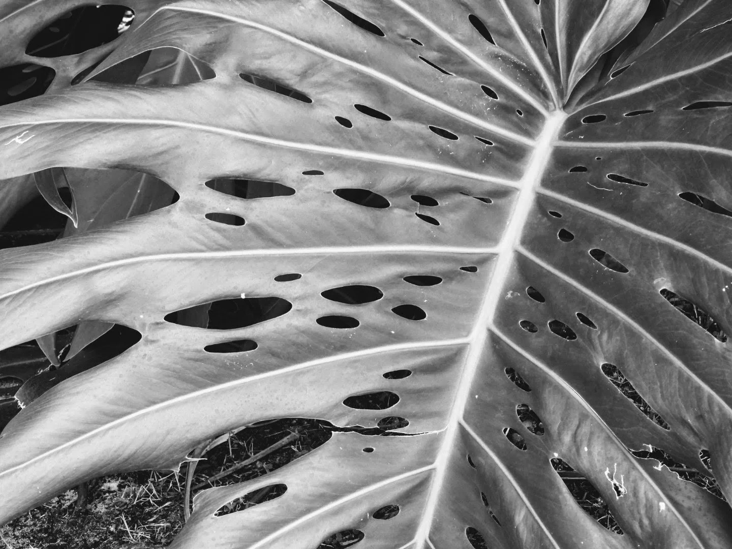 Botanical Garden in Black & White by MychaelX.photos 0098bw.JPG