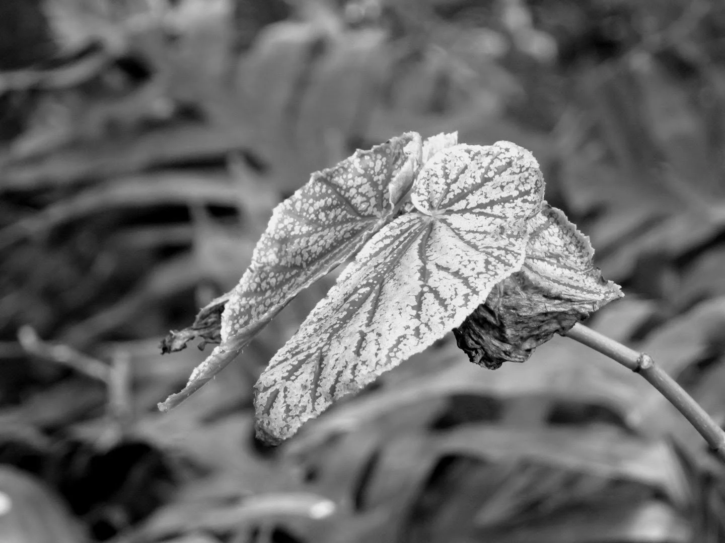 Botanical Garden in Black & White by MychaelX.photos 0080bw.JPG