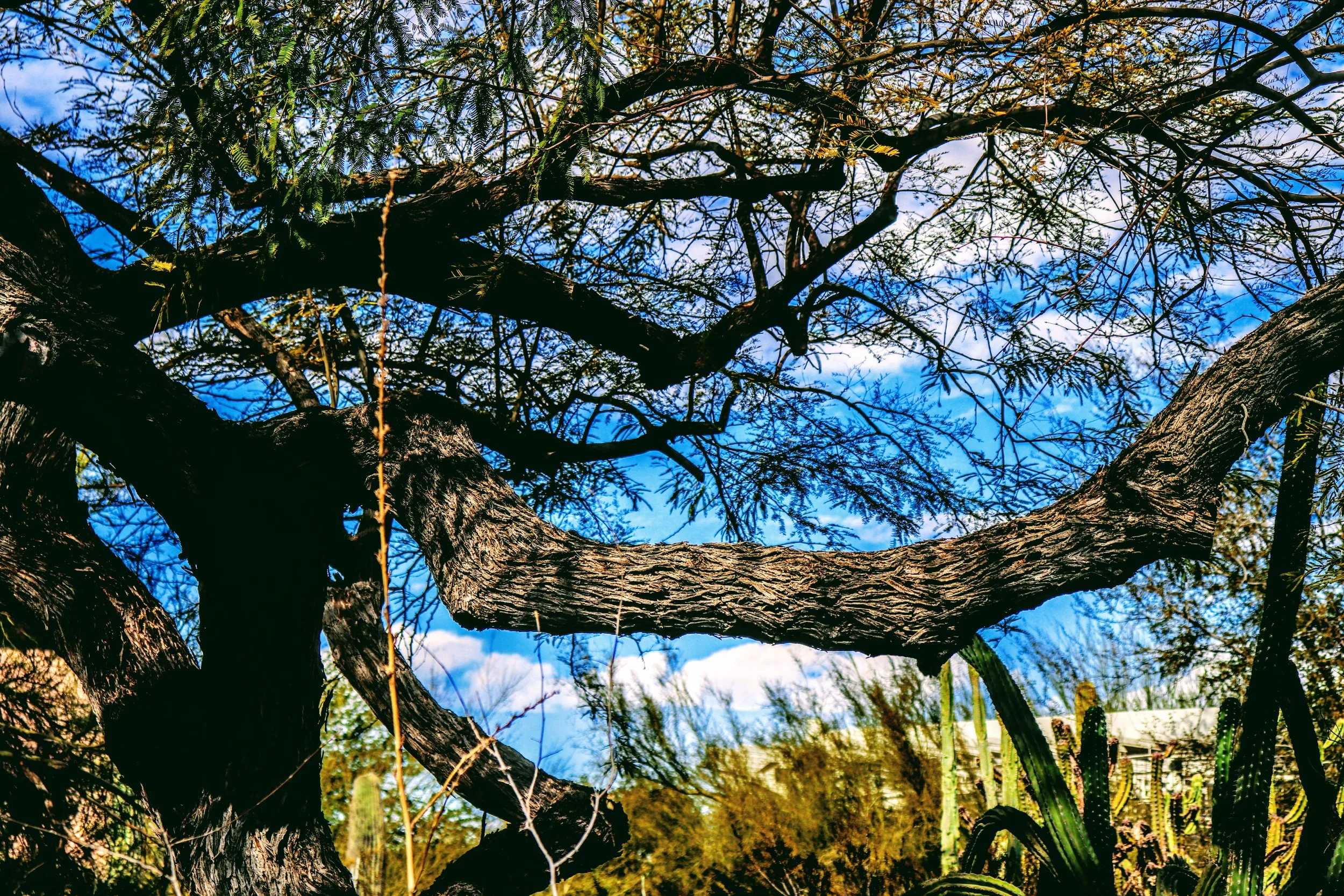 Desert Botanical Garden Phoenix Arizona by MychaelX.p6otos 0015398.JPG