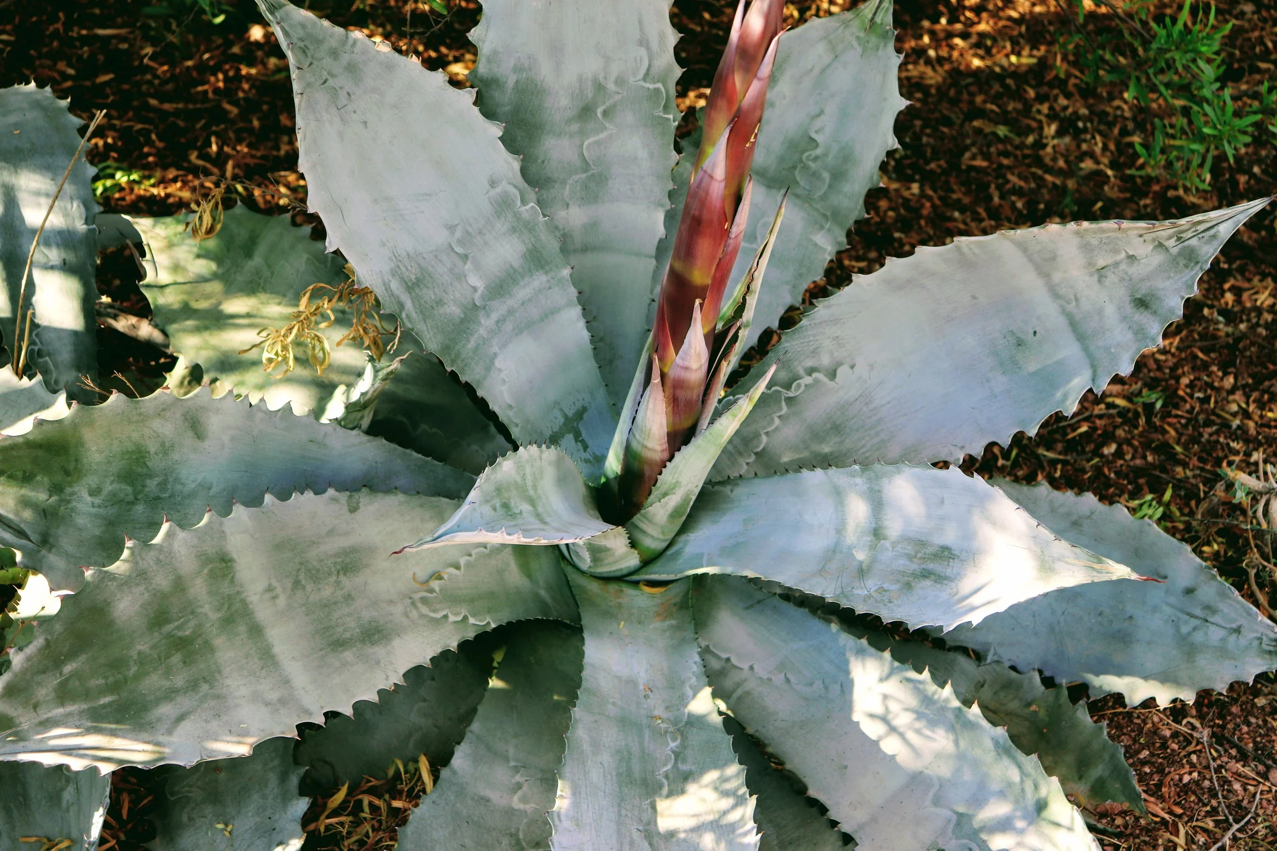 Desert Botanical Garden Phoenix Arizona by MychaelX.p6otos 021442.JPG