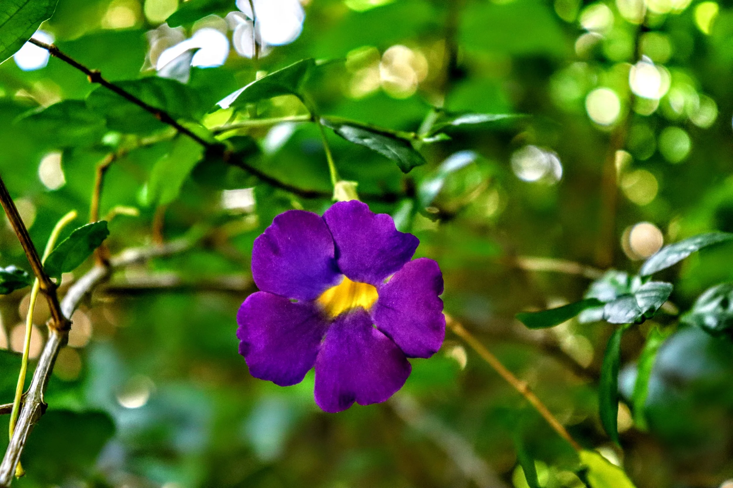 Tropical Botanic Garden by MychaelX.photos  113.JPG