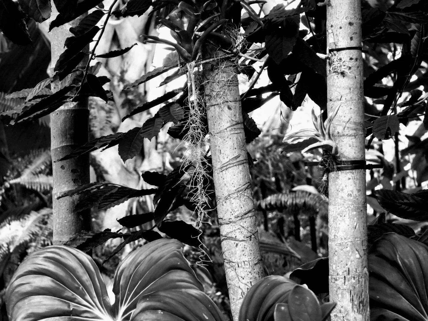 Botanical Garden in Black & White by MychaelX.photos 0094bw.JPG