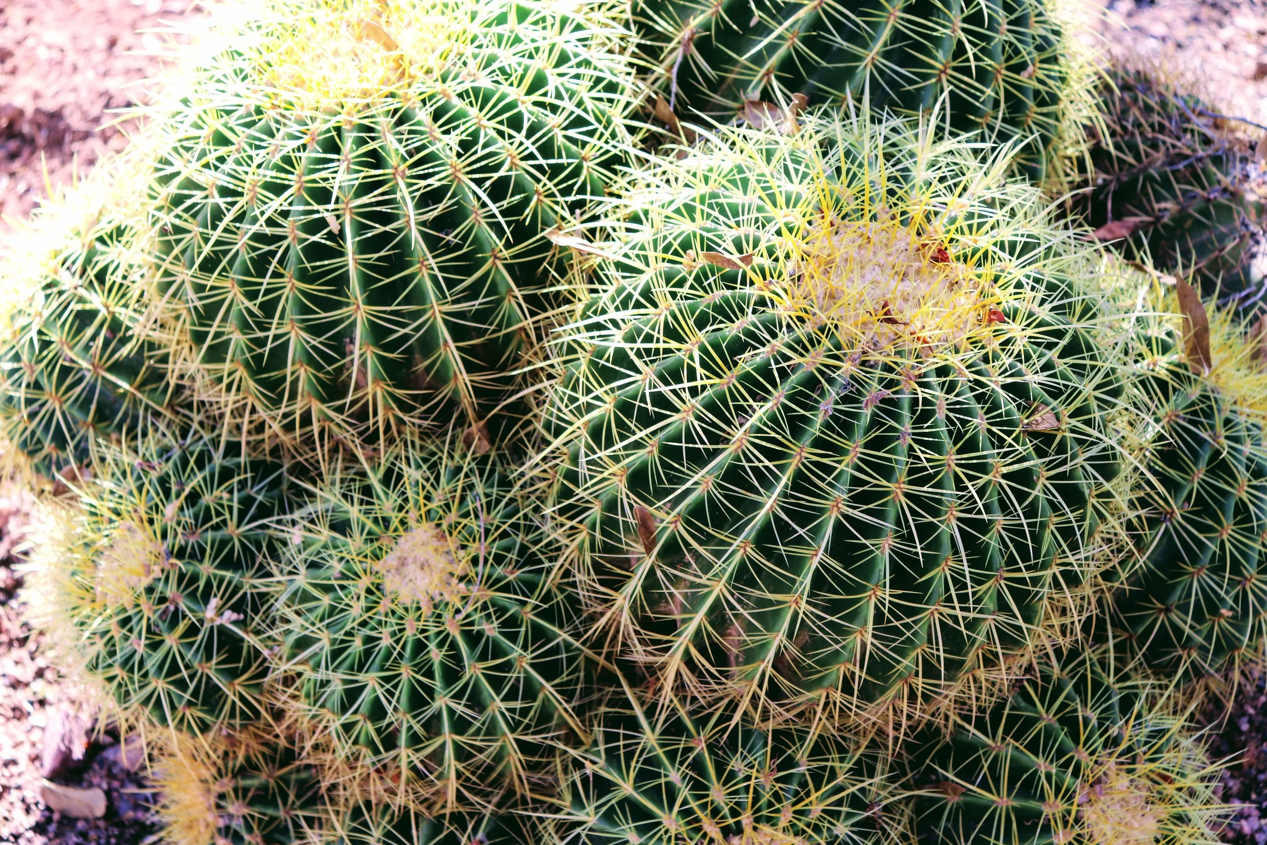 Desert Botanical Garden Phoenix Arizona by MychaelX.p6otos 0015358.JPG