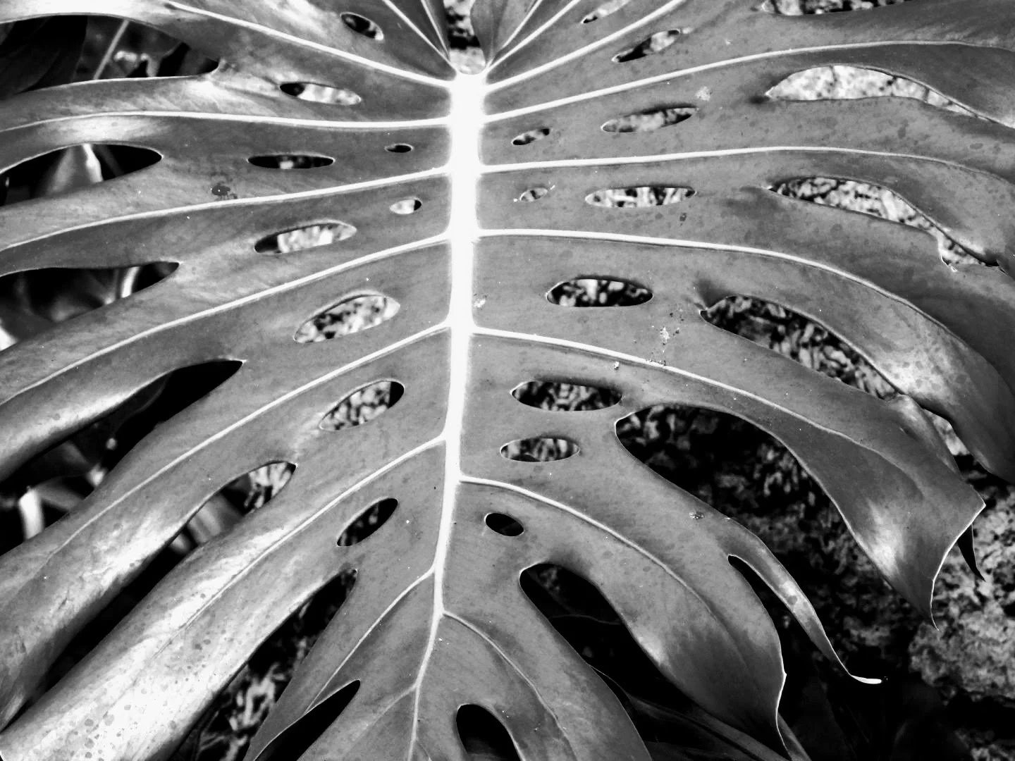 Botanical Garden in Black & White by MychaelX.photos 00050bw.JPG