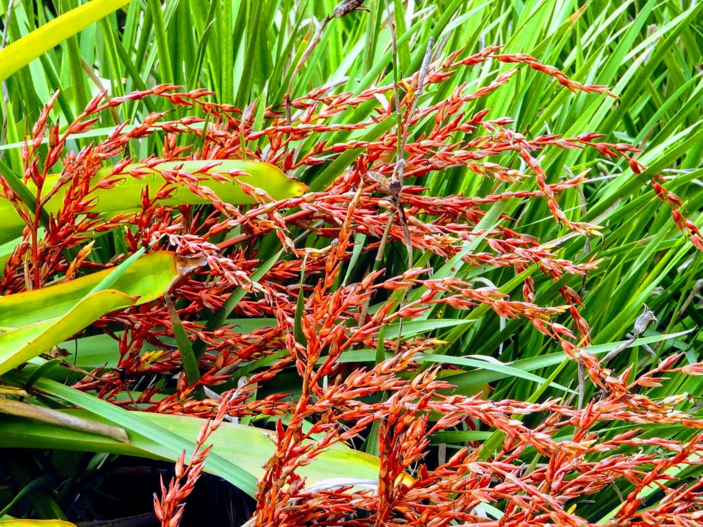 Tropical Botanic Garden by MychaelX.photos  43.JPG