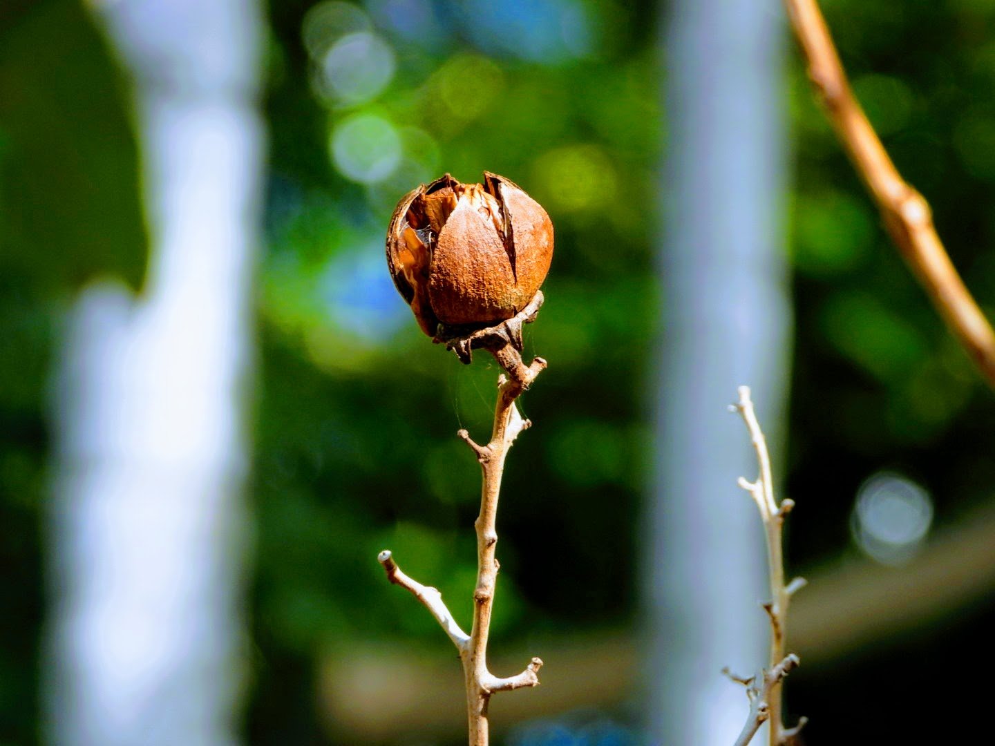 Tropical Botanic Garden by MychaelX.photos  74.JPG