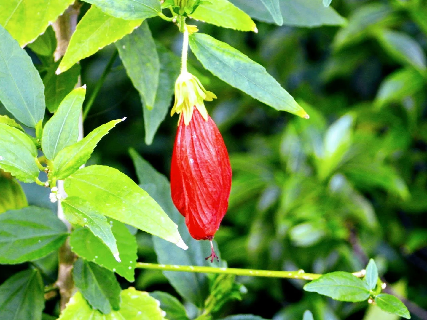 Tropical Botanic Garden by MychaelX.photos  26.JPG