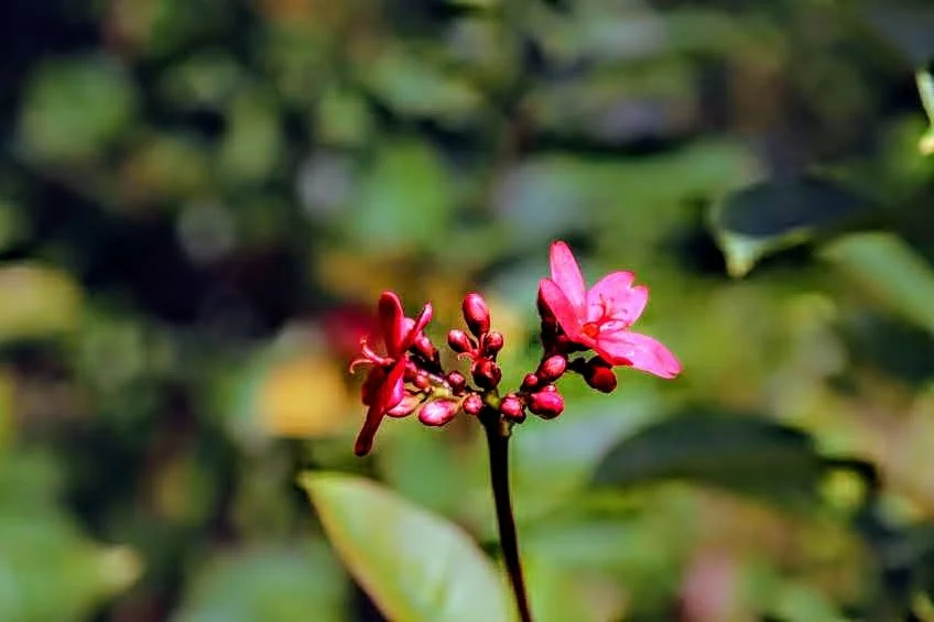 Tropical Botanic Garden by MychaelX.photos  149.JPG