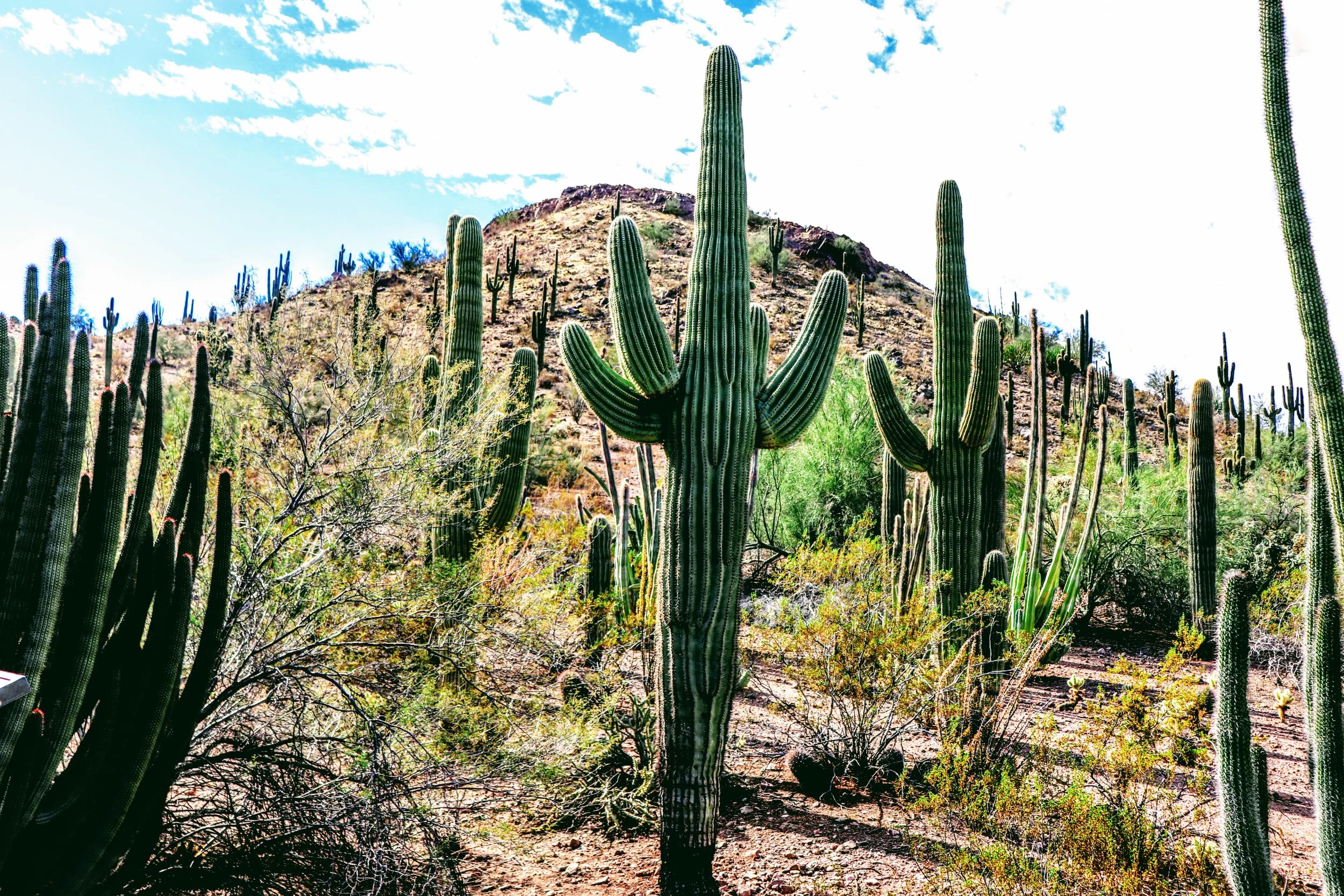 Desert Botanical Garden Phoenix Arizona by MychaelX.p6otos 0015218.JPG