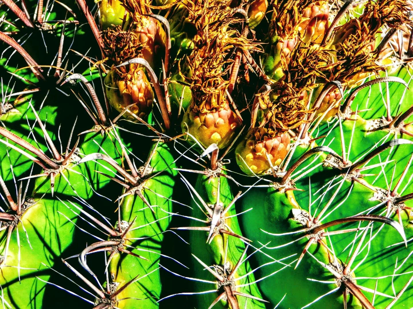 Desert Botanical Garden Phoenix Arizona by MychaelX.p6otos 0015066.JPG