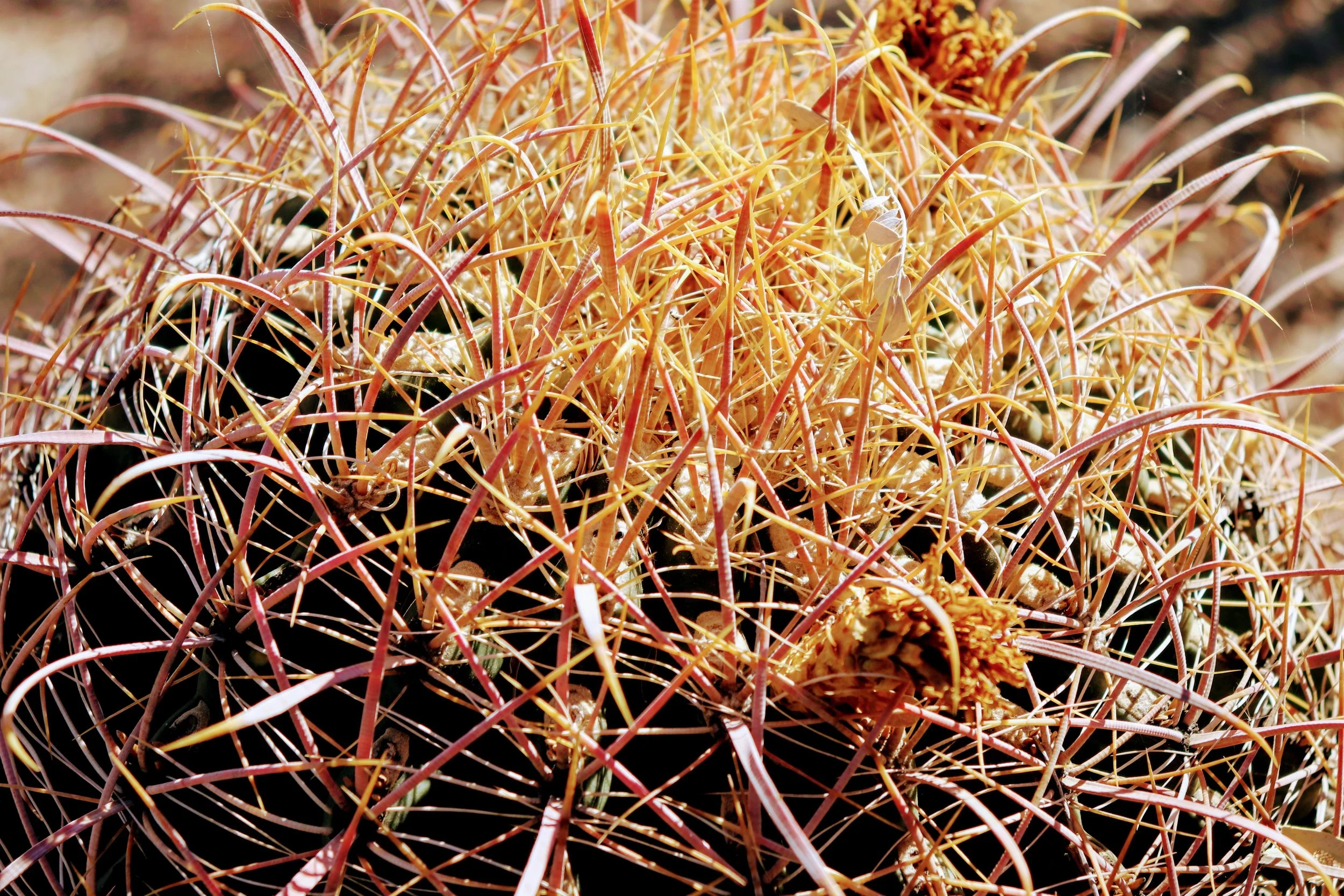 Desert Botanical Garden Phoenix Arizona by MychaelX.p6otos 021942.JPG