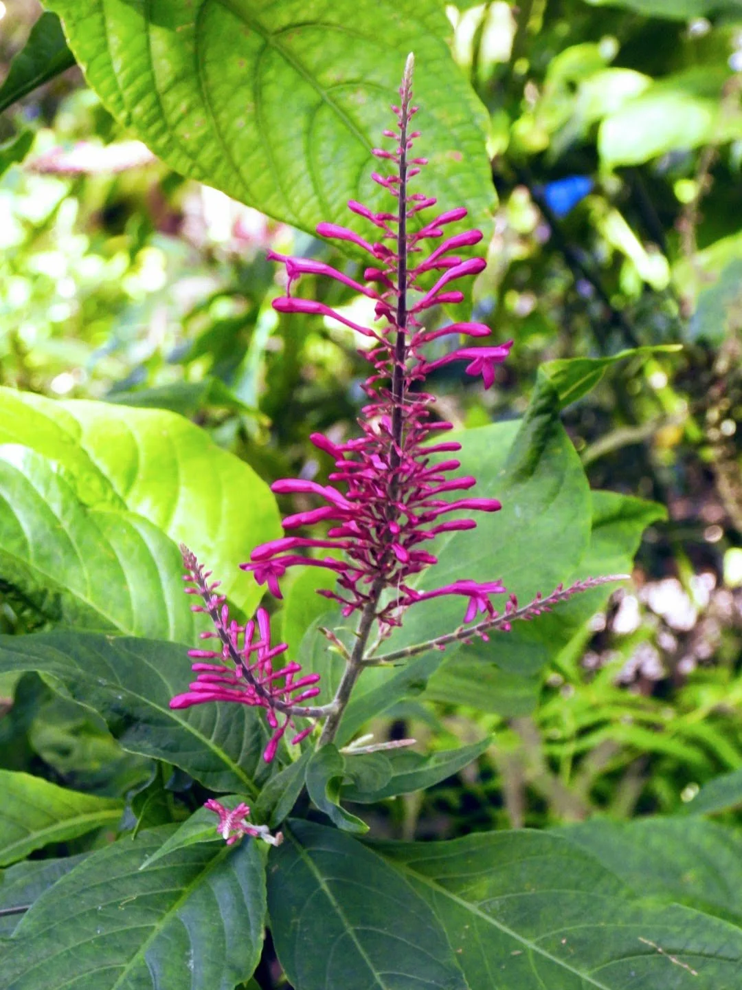 Tropical Botanic Garden by MychaelX.photos  76.JPG