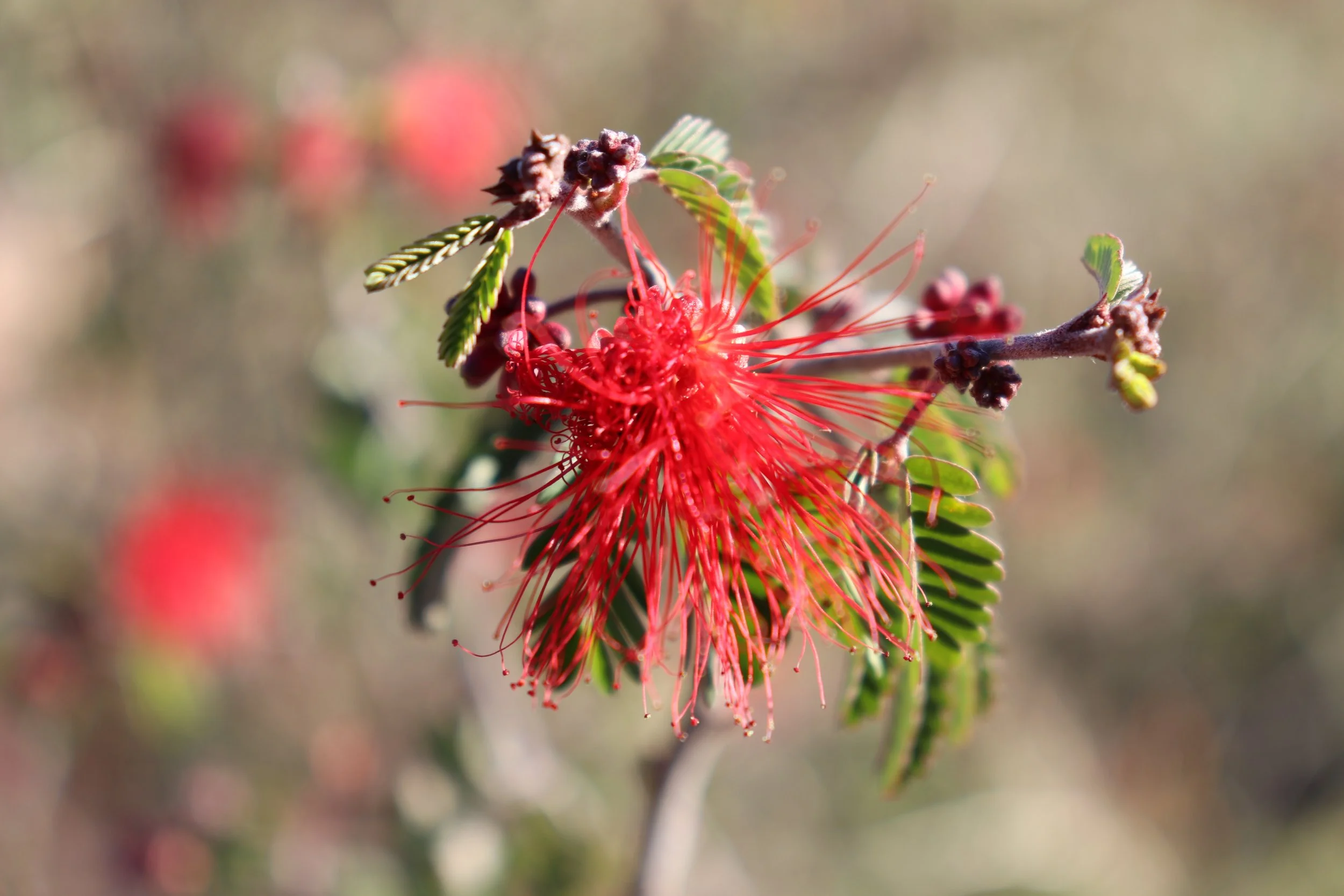 Desert Botanical Garden Phoenix Arizona by MychaelX.p6otos 021950.JPG