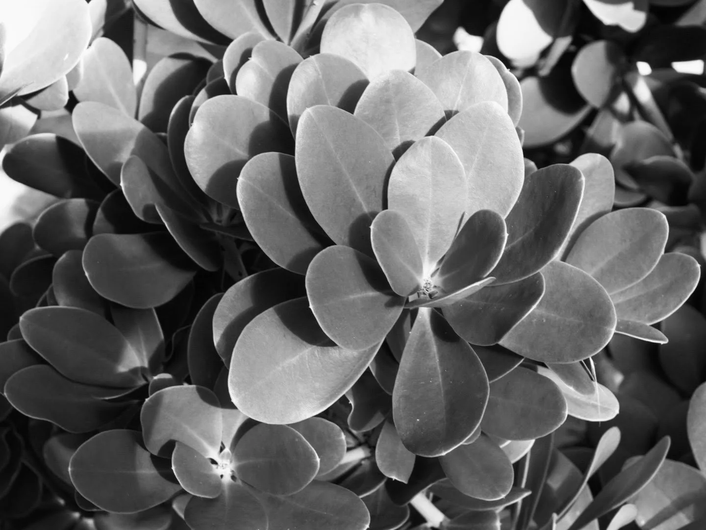 Botanical Garden in Black & White by MychaelX.photos 00064bw.JPG