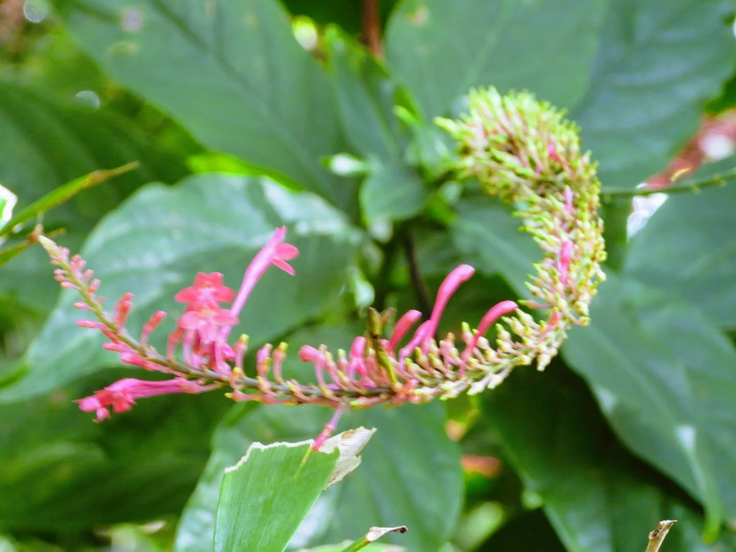 Tropical Botanic Garden by MychaelX.photos  17.JPG