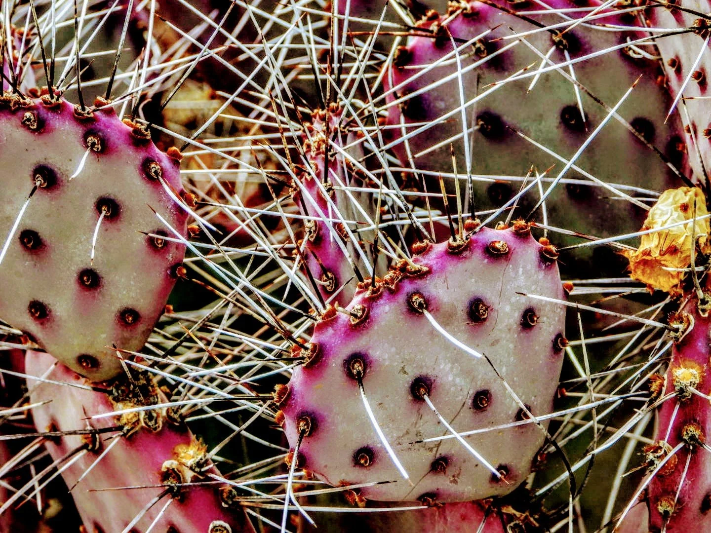 Desert Botanical Garden by MychaelX.photos  0000077.JPG