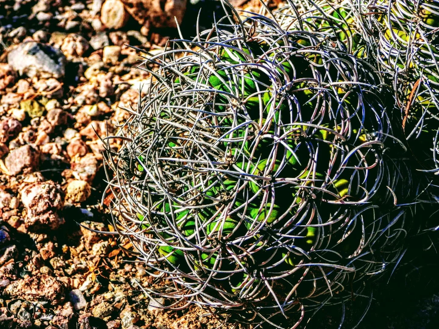 Desert Botanical Garden Phoenix Arizona by MychaelX.p6otos 0015170.JPG