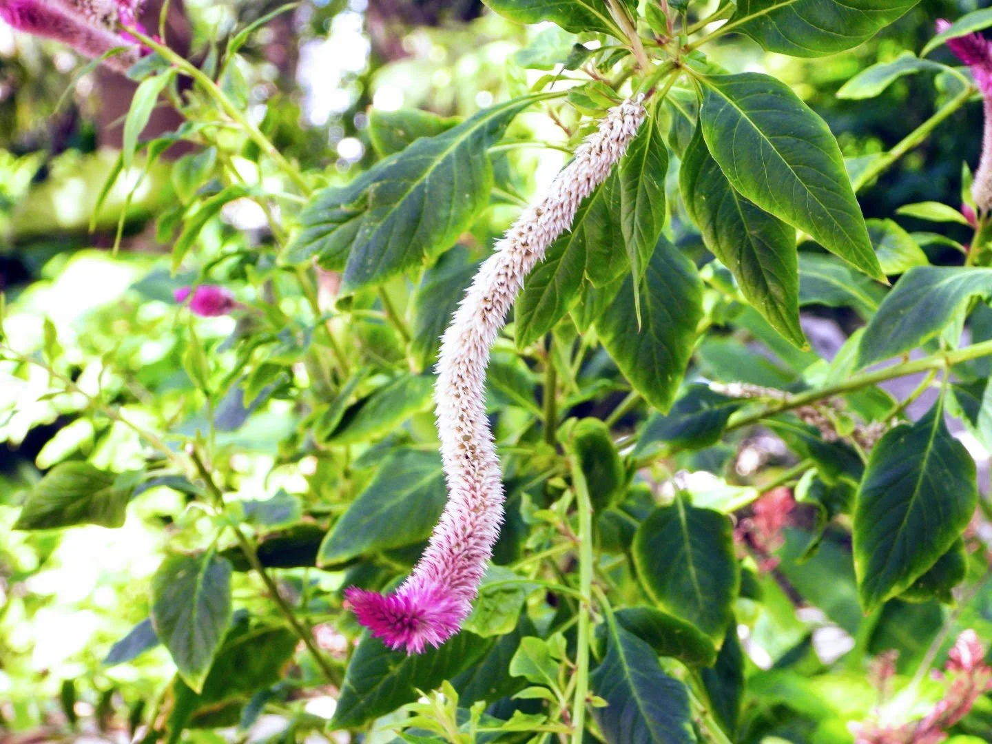 Tropical Botanic Garden by MychaelX.photos  75.JPG