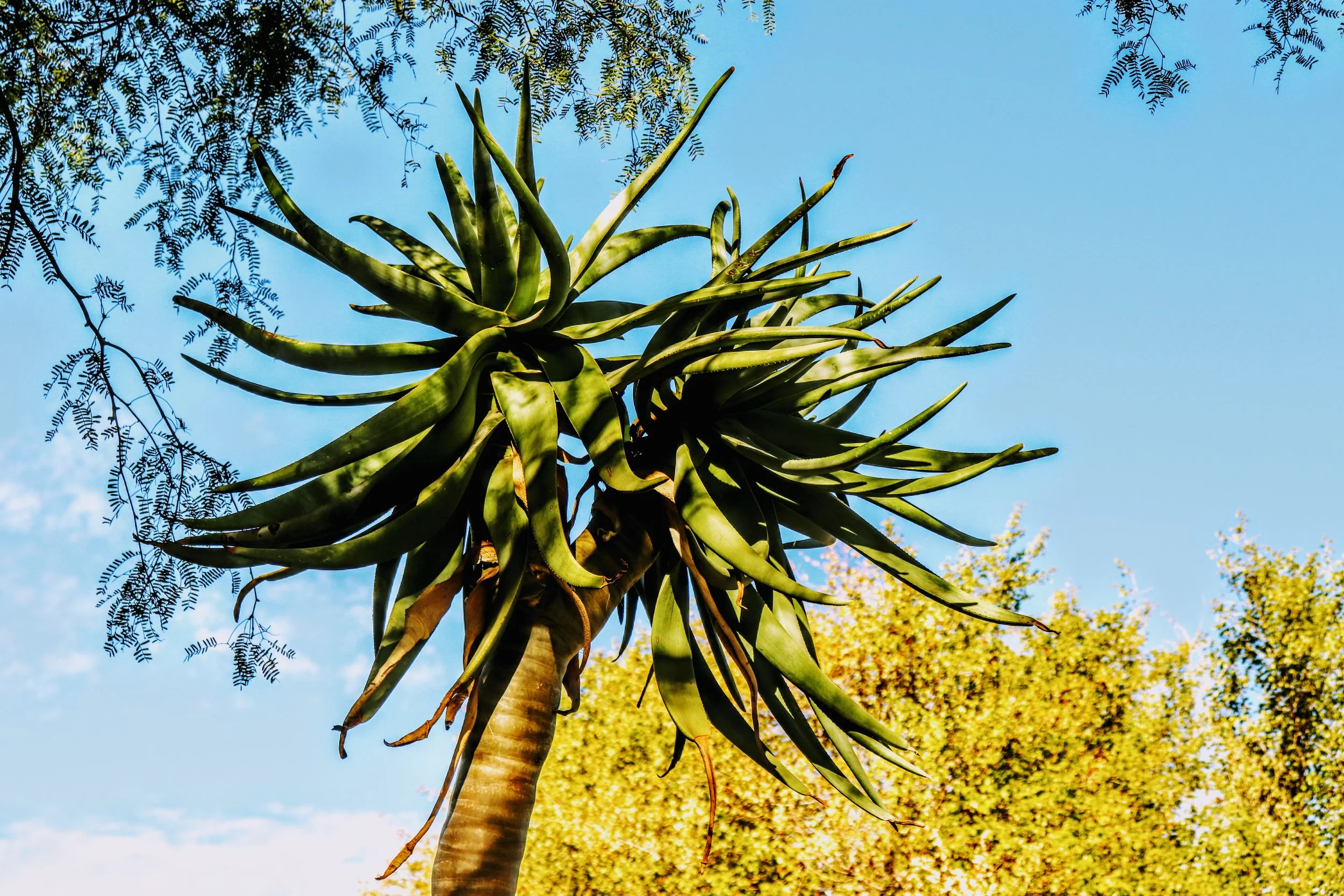 Desert Botanical Garden Phoenix Arizona by MychaelX.p6otos 001670.JPG