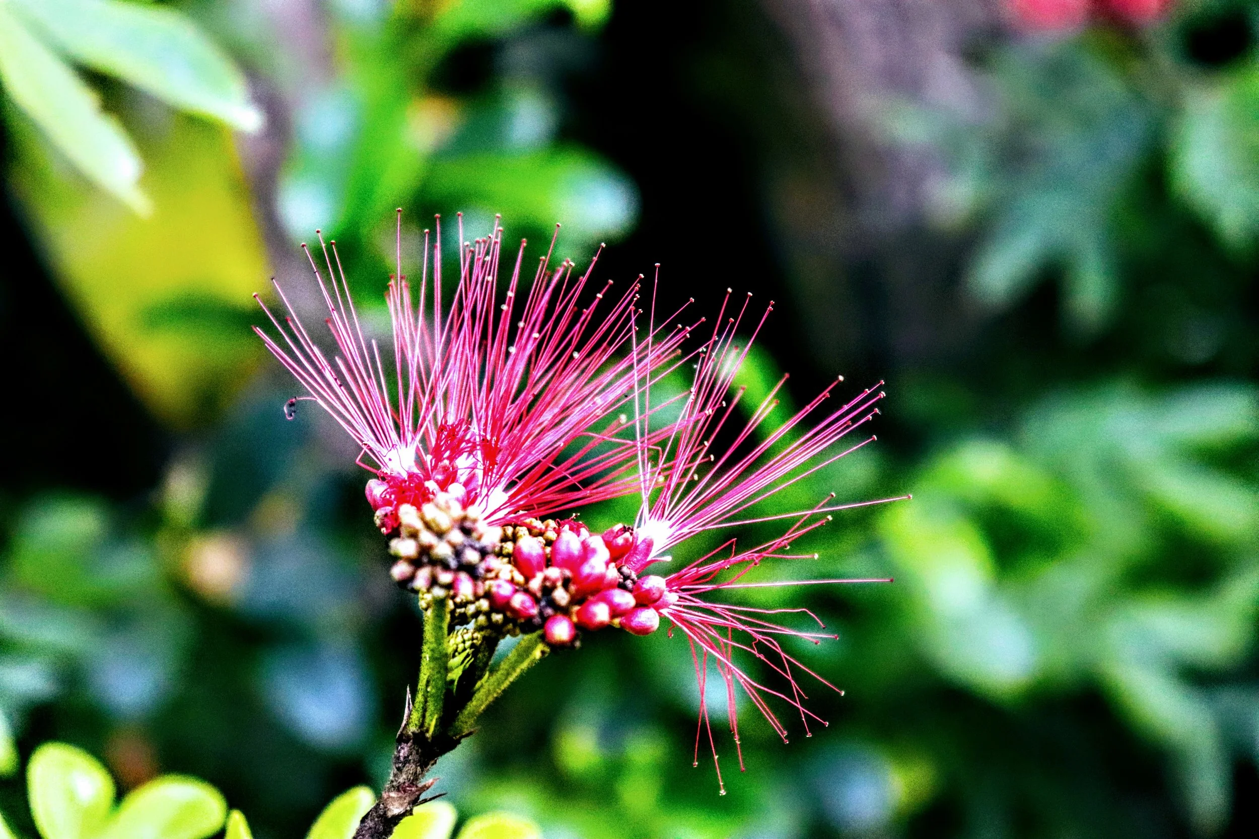 Tropical Botanic Garden by MychaelX.photos  121.JPG