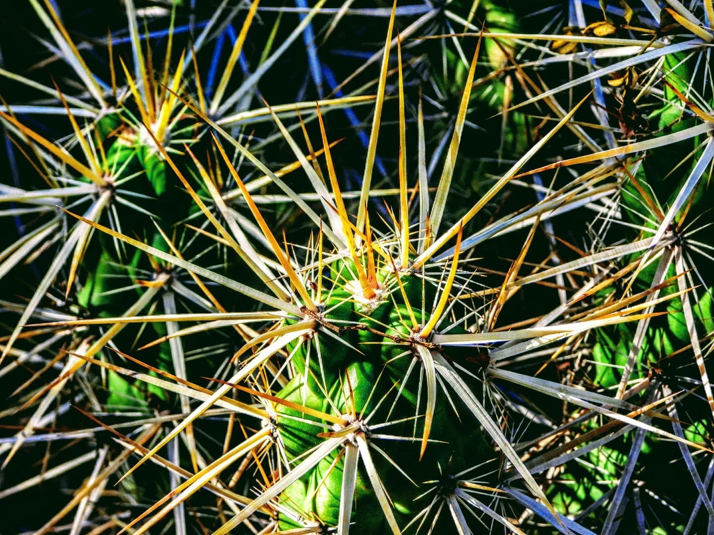 Desert Botanical Garden Phoenix Arizona by MychaelX.p6otos 0015078.JPG
