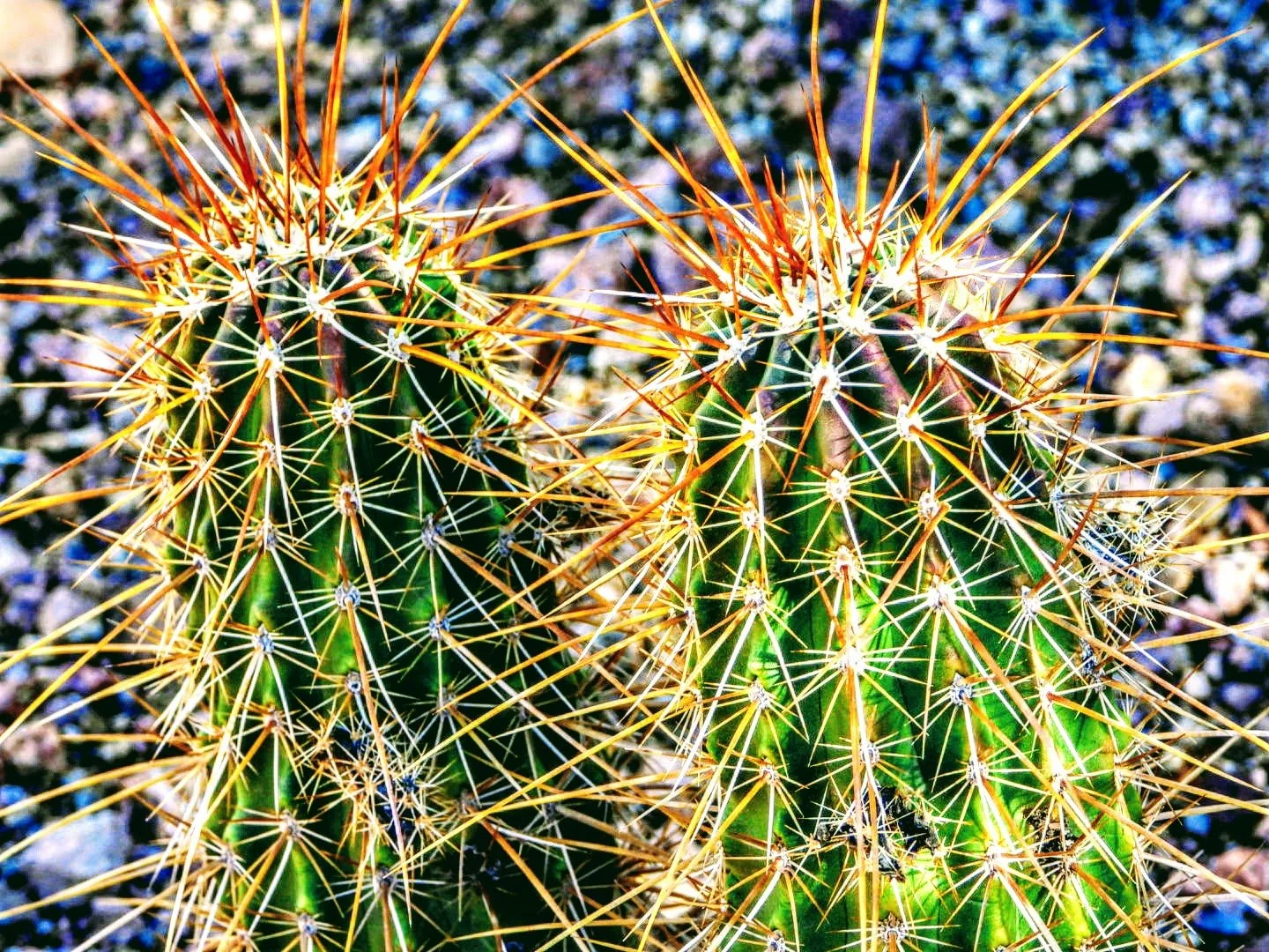 Desert Botanical Garden Phoenix Arizona by MychaelX.p6otos 0015206.JPG