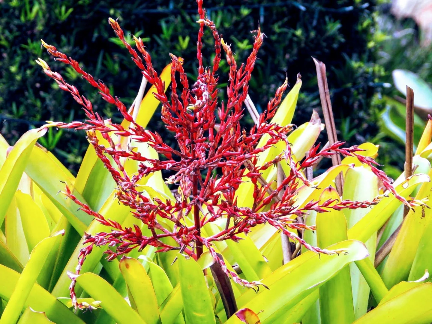 Tropical Botanic Garden by MychaelX.photos  8.JPG