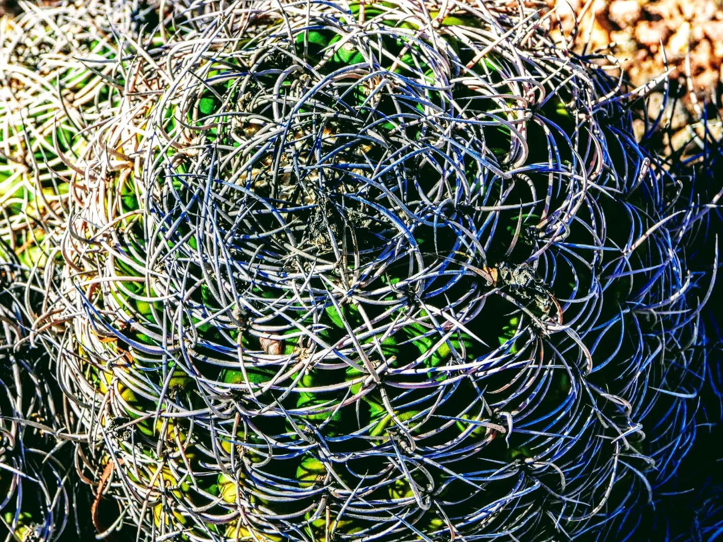 Desert Botanical Garden Phoenix Arizona by MychaelX.p6otos 0015182.JPG