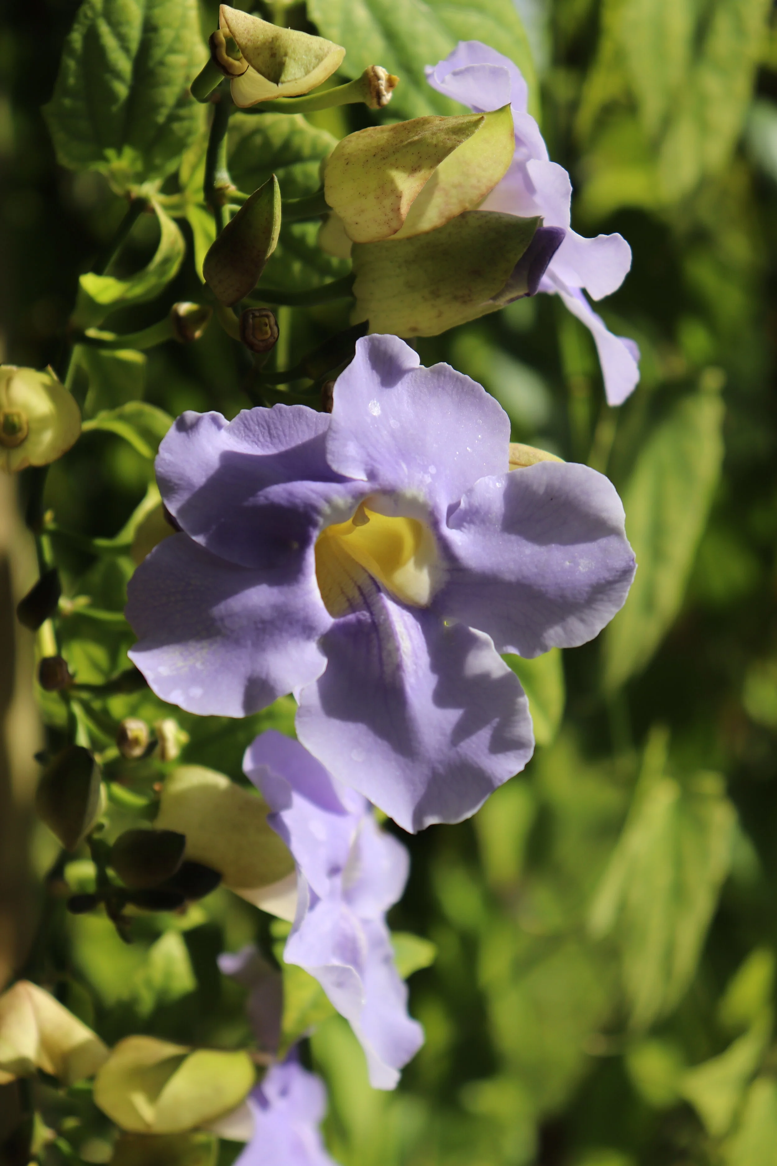 Fairchild Tropical Botanic Garden Miami Florida by MychaelX.photos 001023.JPG