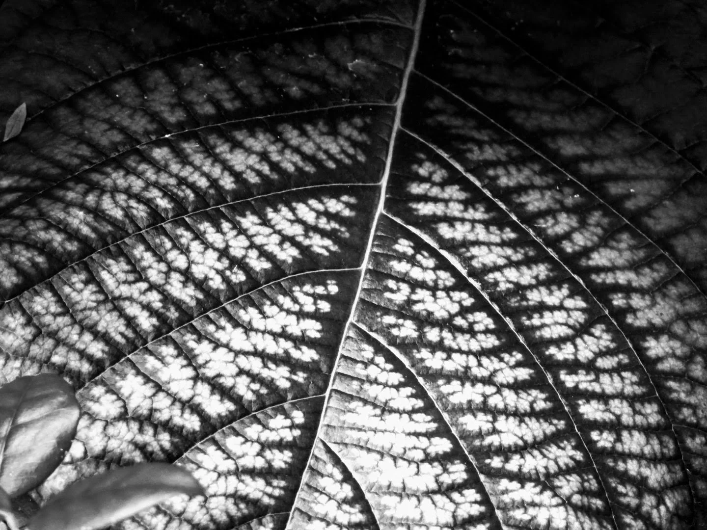Botanical Garden in Black & White by MychaelX.photos 00110bw.JPG