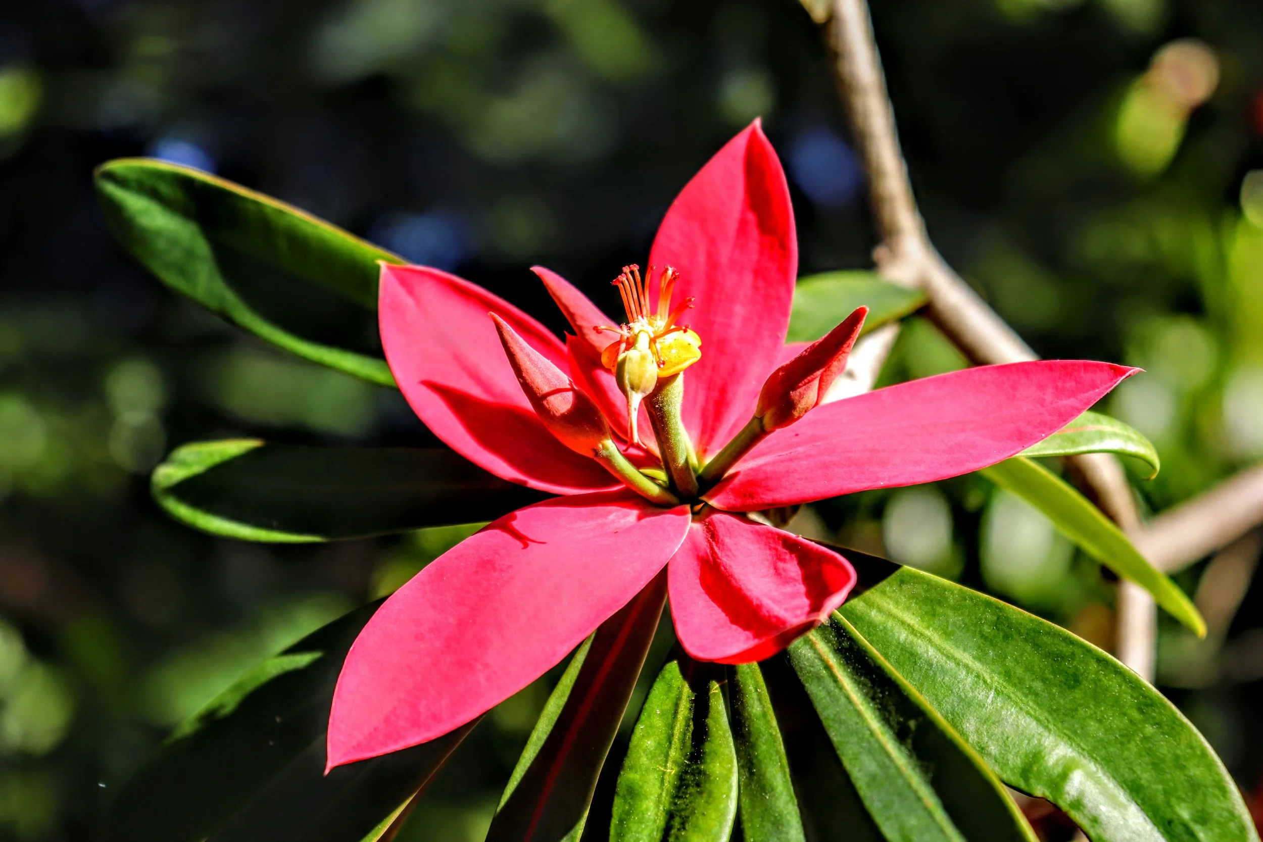 Tropical Botanic Garden by MychaelX.photos  99.JPG