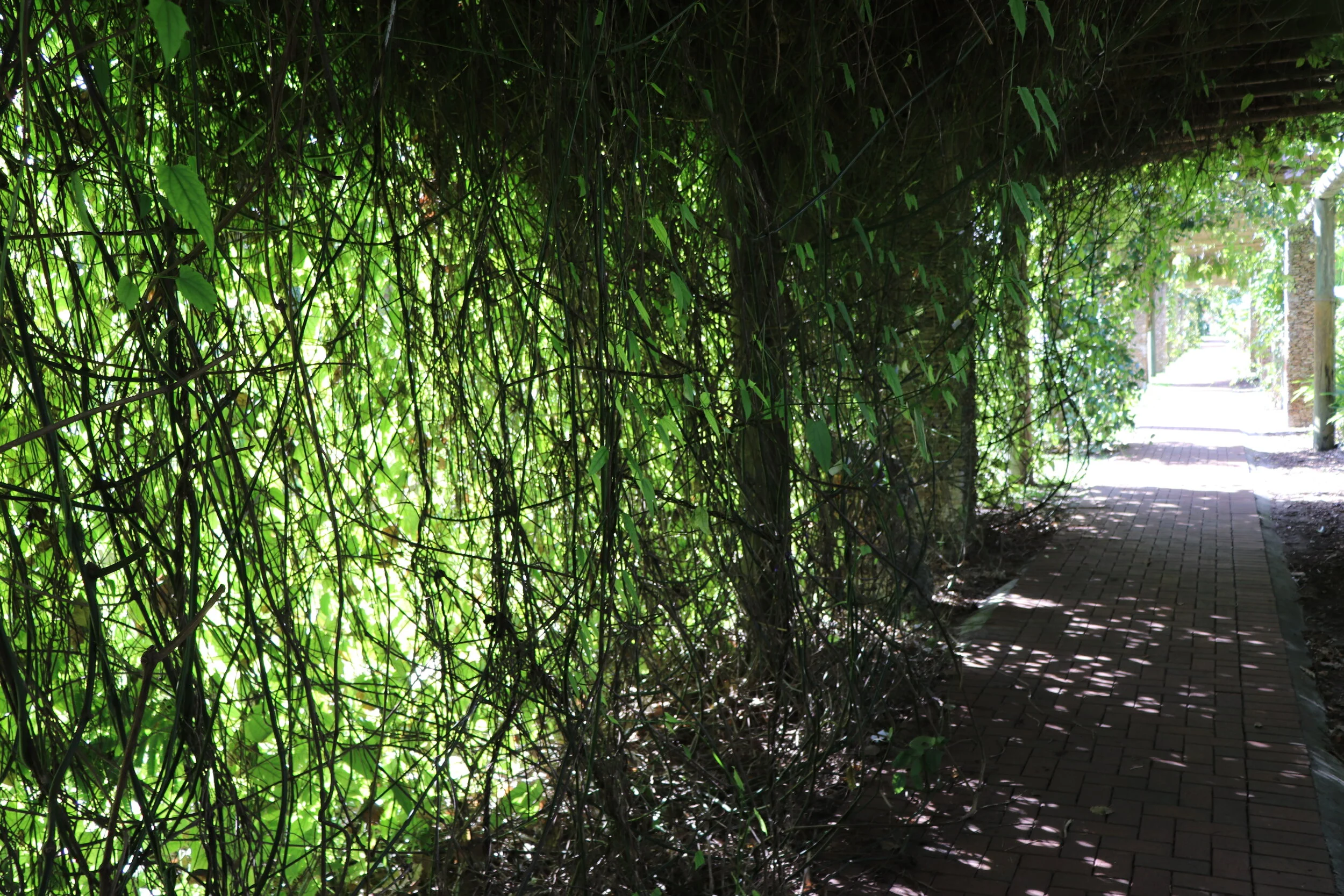 Fairchild Tropical Botanic Garden Miami Florida by MychaelX.photos 00088.JPG