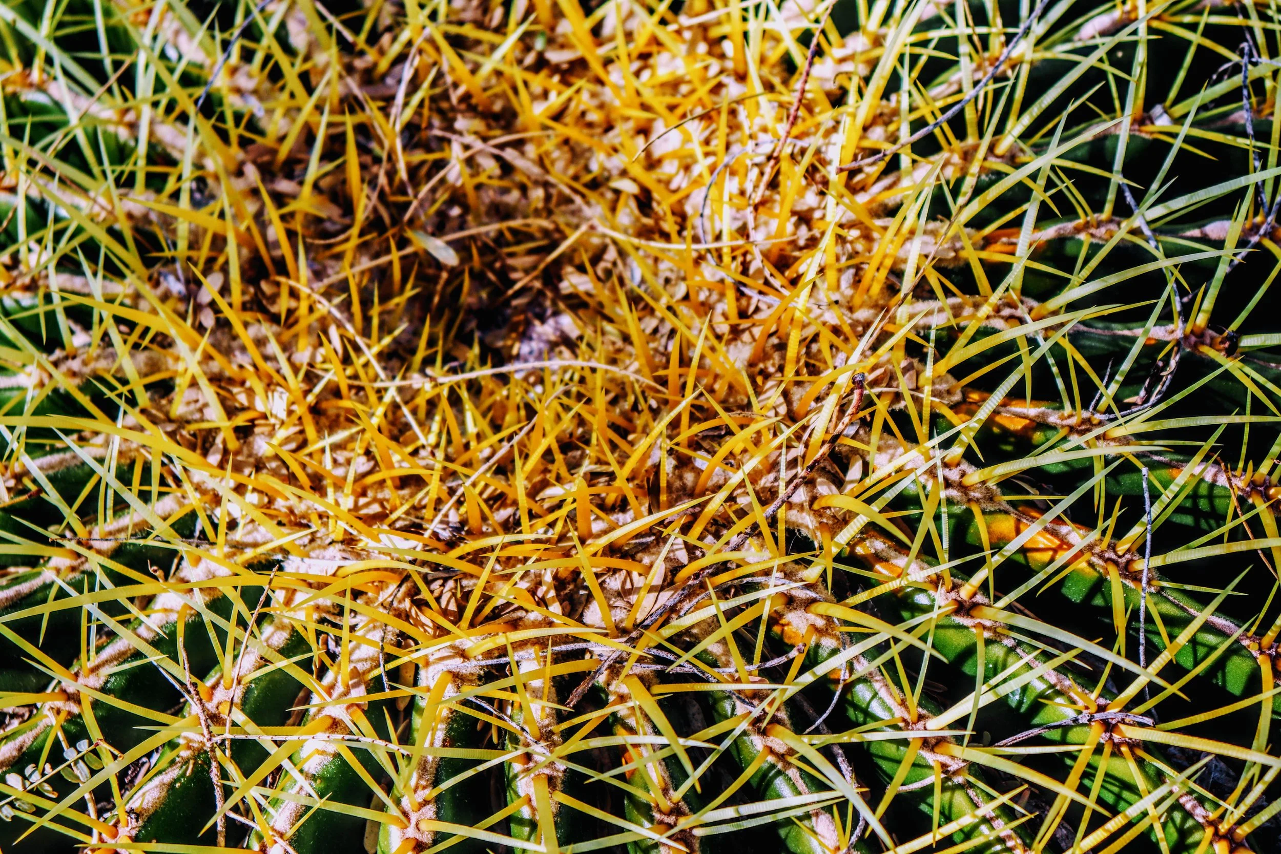 Desert Botanical Garden Phoenix Arizona by MychaelX.p6otos 0015330.JPG